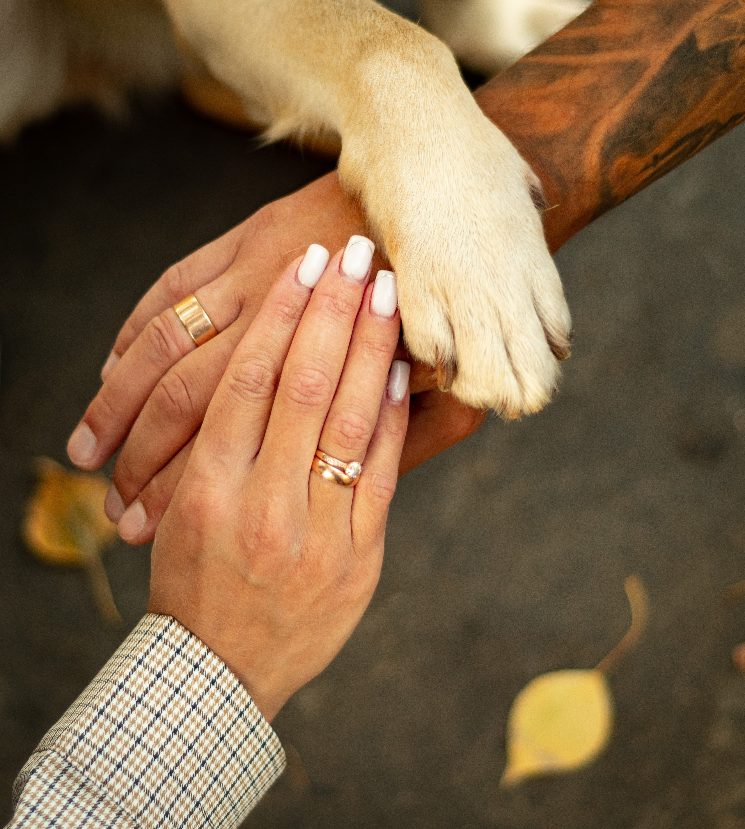 Семейные, прогулочные. Главная