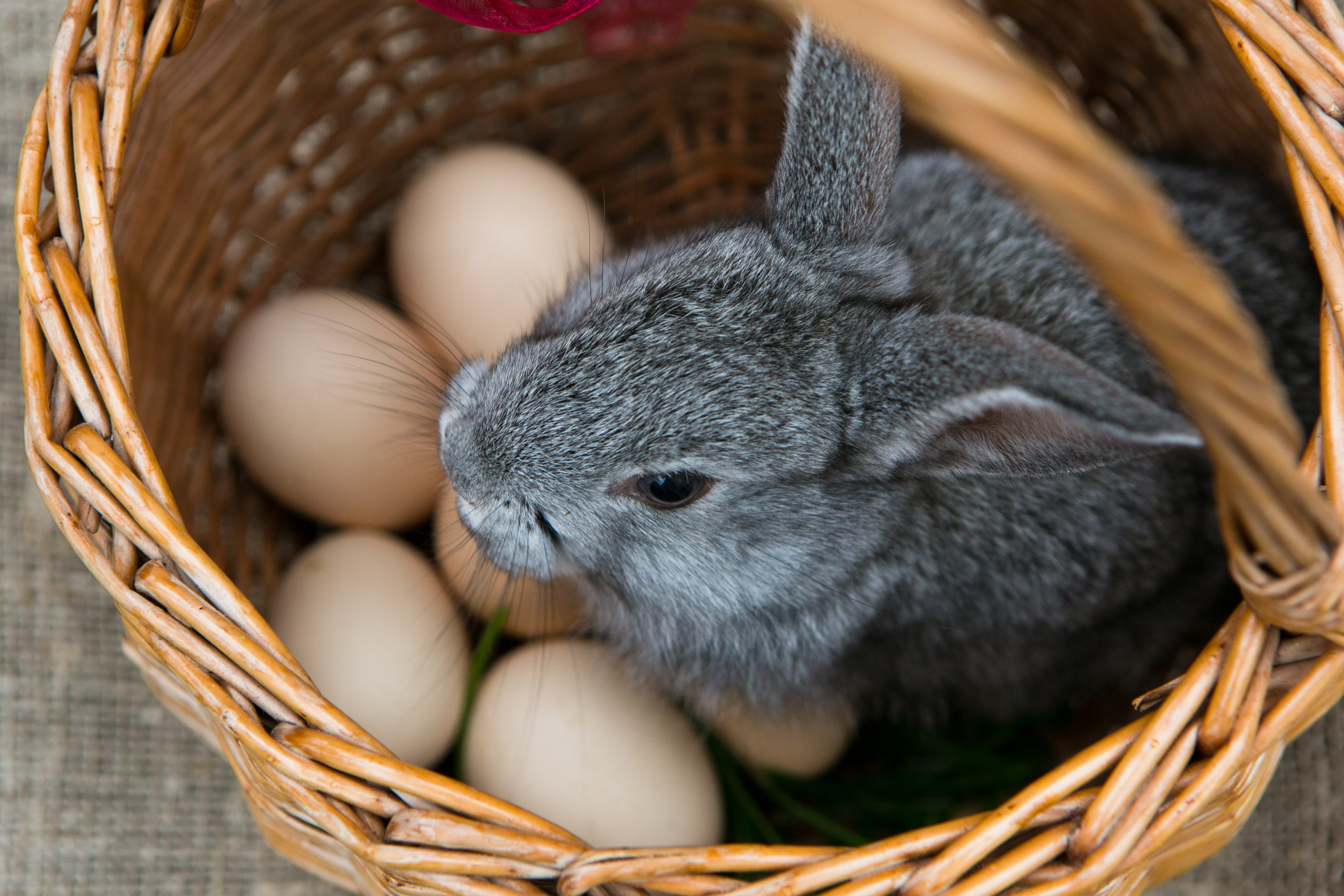 Деревенская еда «Домашние лакомста». Фотограф Красная Поляна — Сочи — Москва
