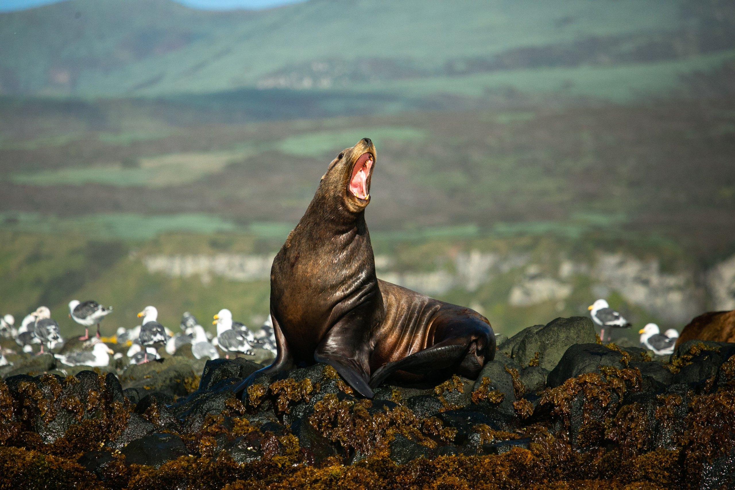 Экспедиция по Северным Курильским островам с Vasta. Фотограф Красная Поляна — Сочи — Москва