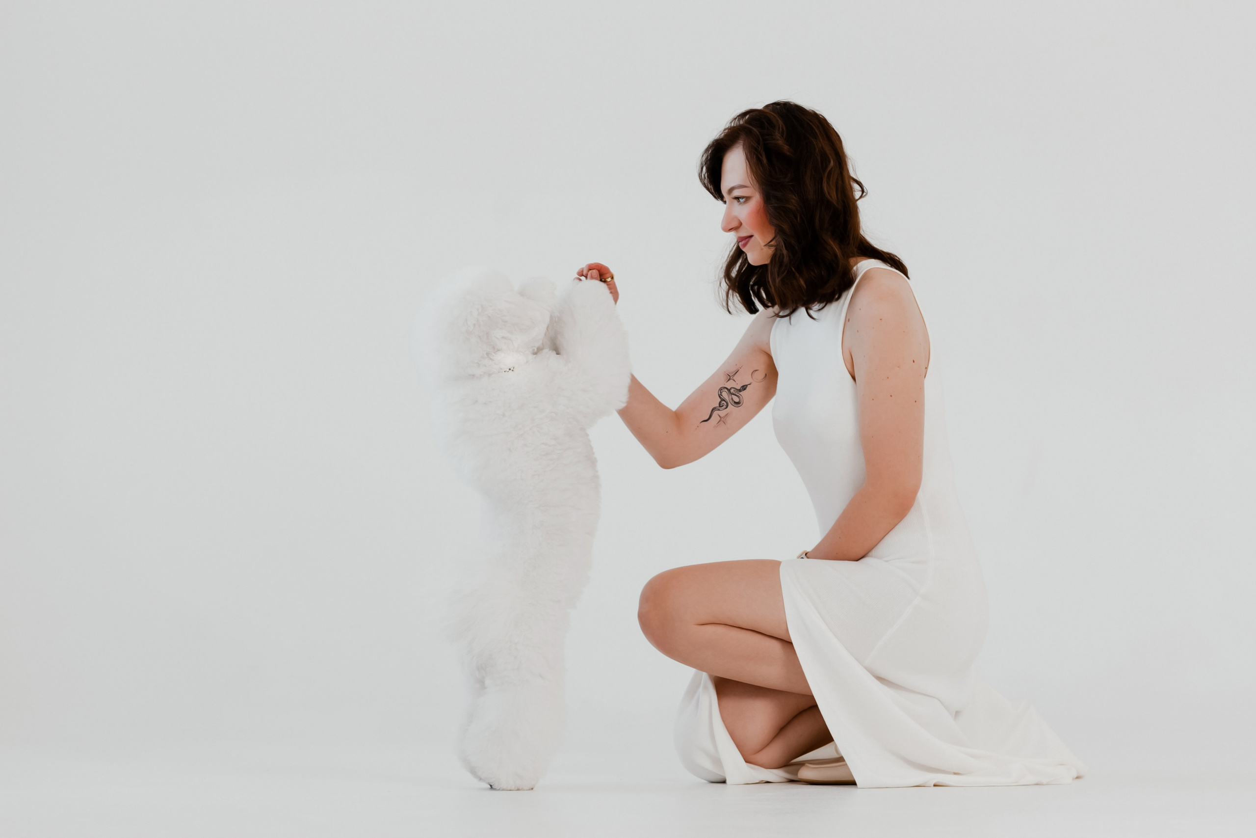 Бишон-фризе. Фотограф-анималист в Краснодаре Маша Мельникова