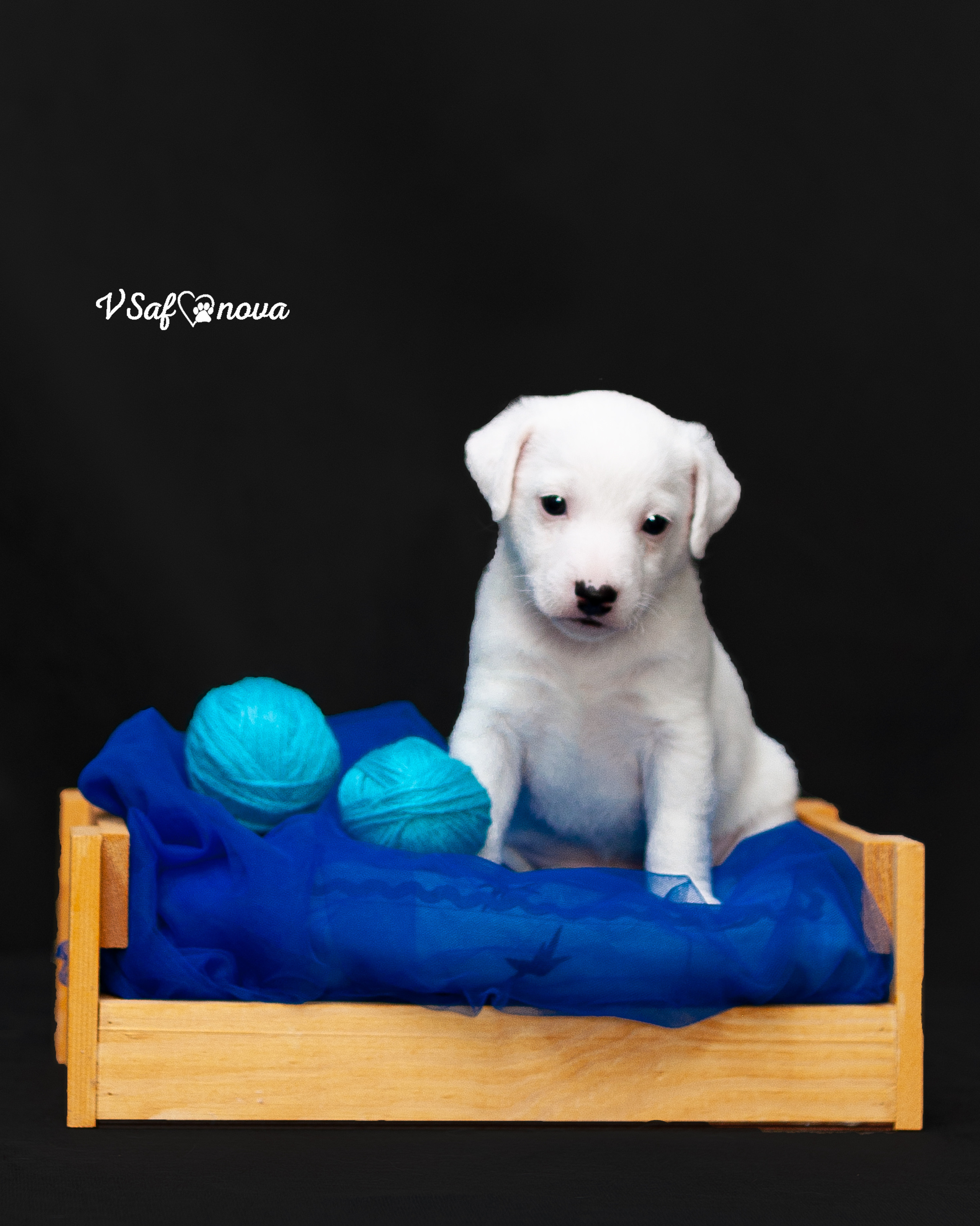 Рассел терьеры 11.09.2021. Фотограф анималист Благовещенск. Сафонова Виктория