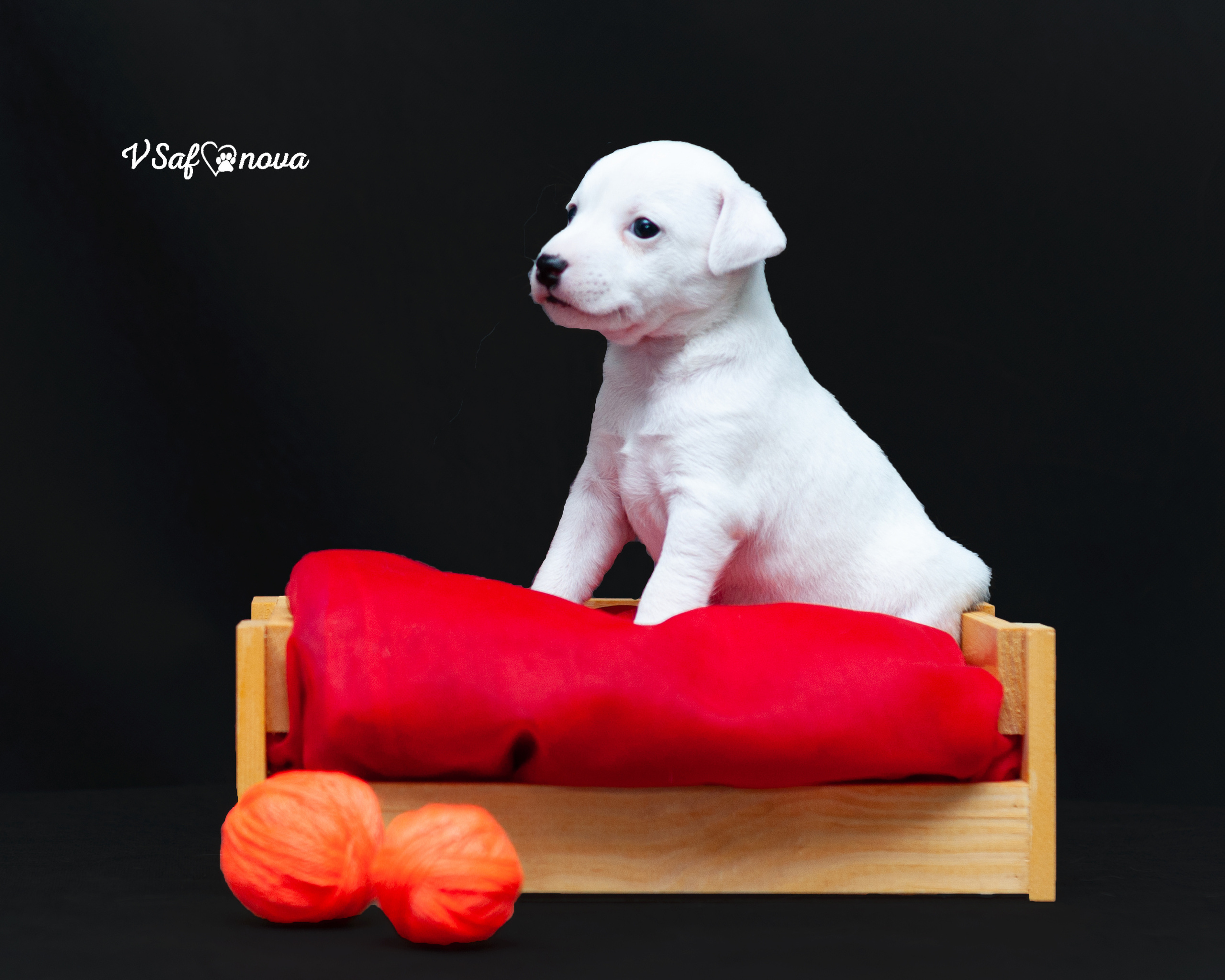 Рассел терьеры 11.09.2021. Фотограф анималист Благовещенск. Сафонова Виктория