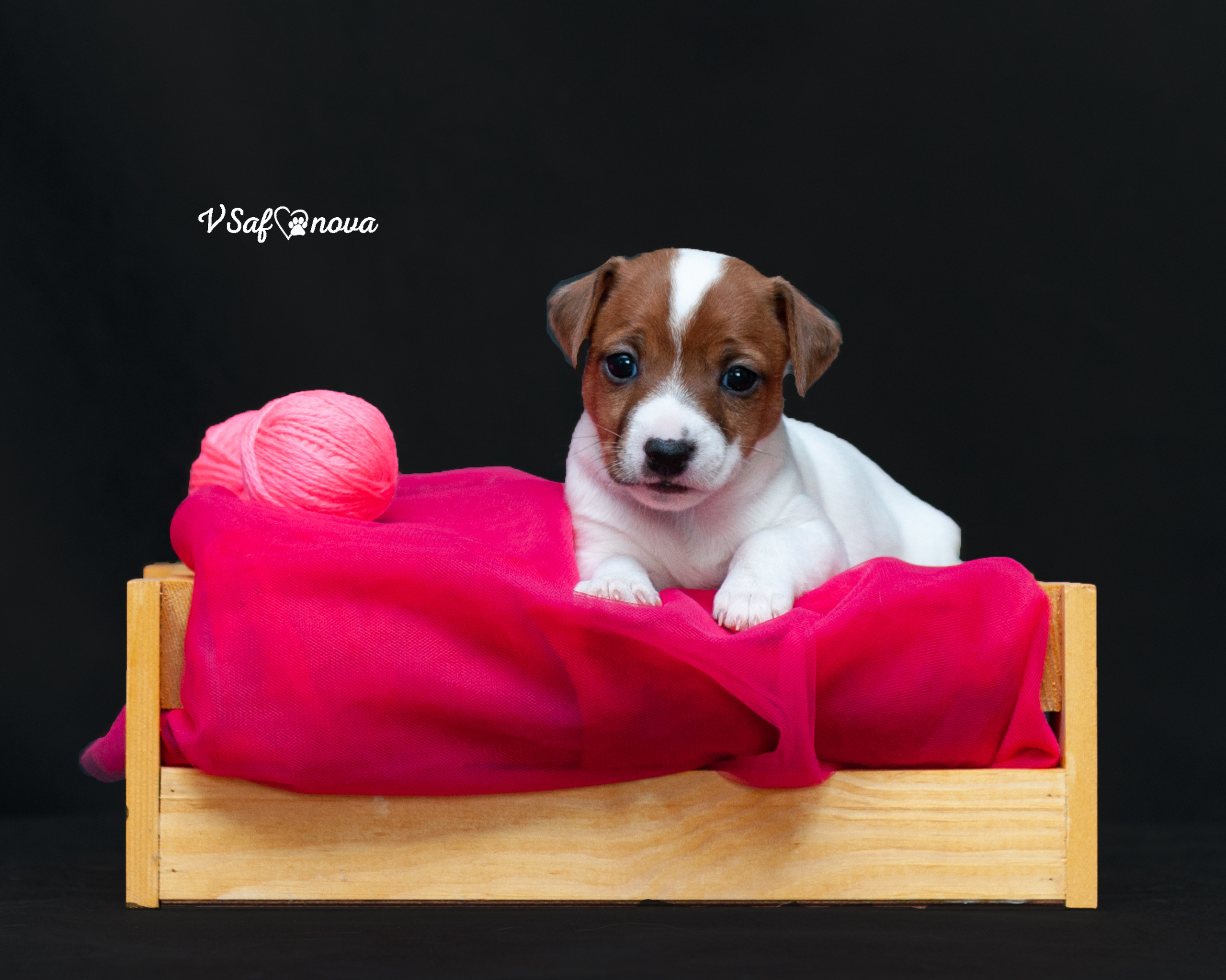 Рассел терьеры 11.09.2021. Фотограф анималист Благовещенск. Сафонова Виктория