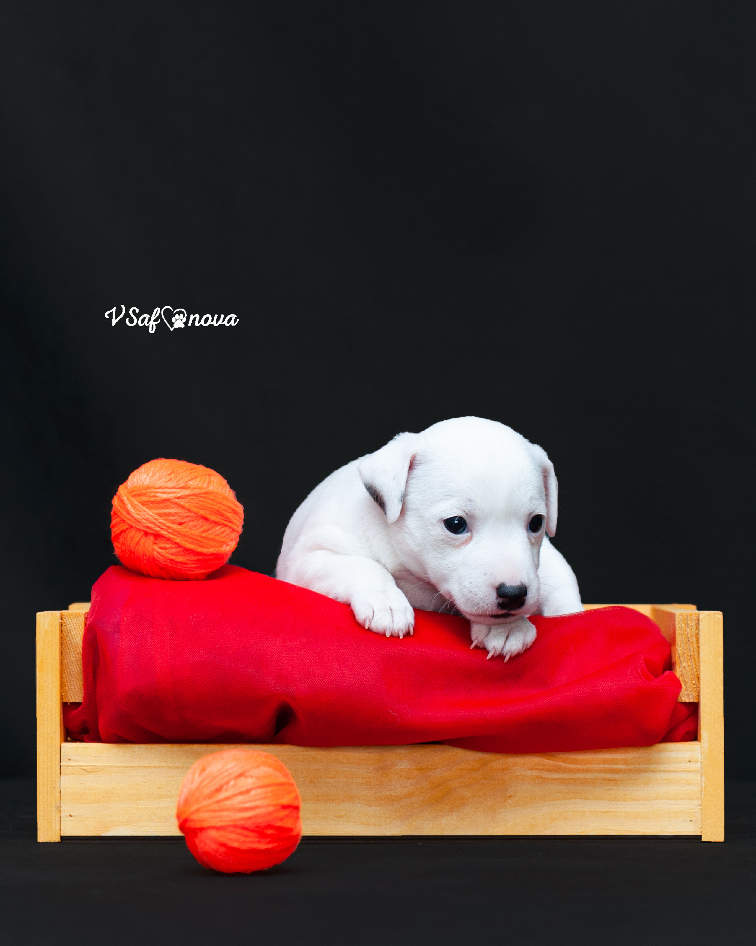 Рассел терьеры 11.09.2021. Фотограф анималист Благовещенск. Сафонова Виктория