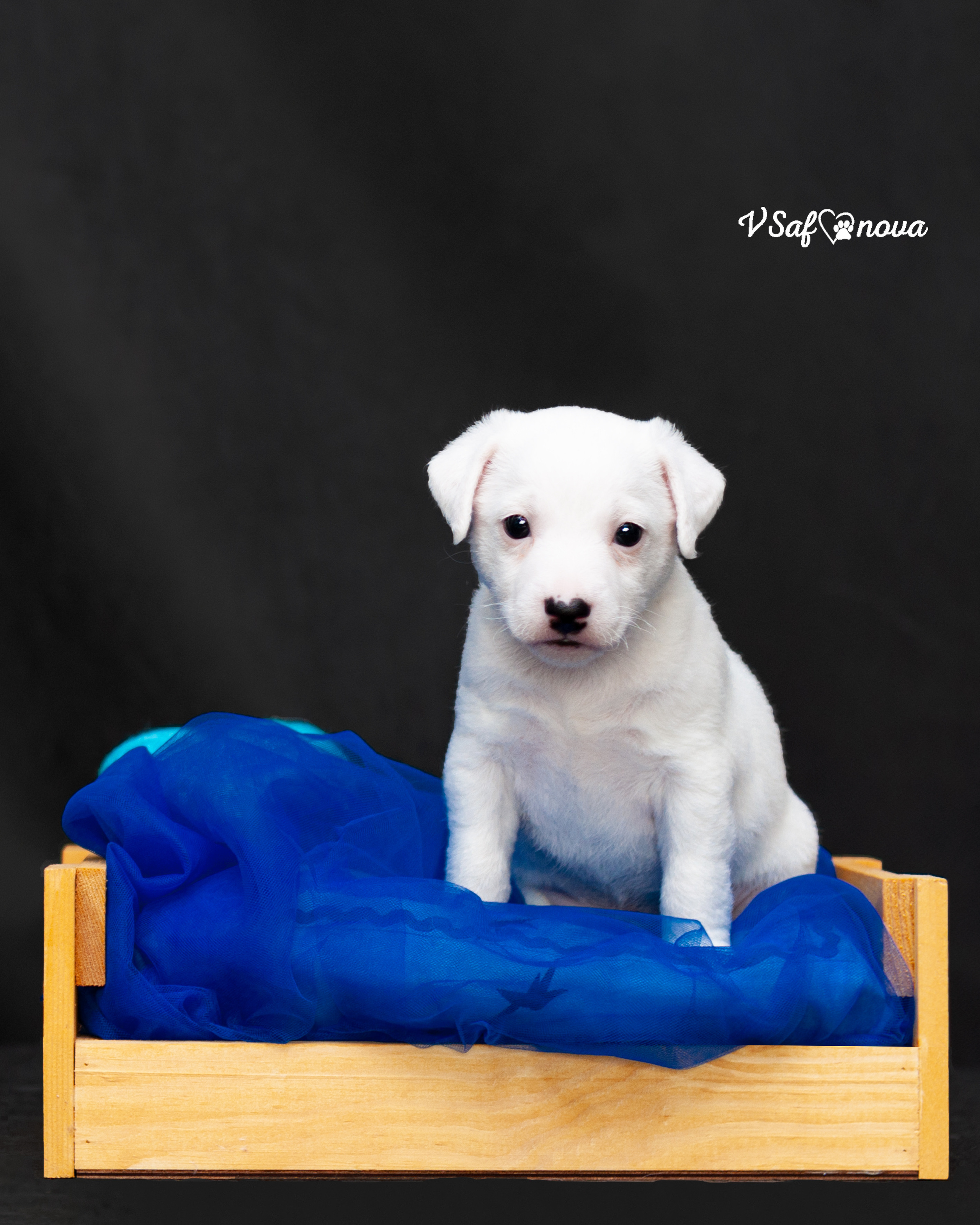 Рассел терьеры 11.09.2021. Фотограф анималист Благовещенск. Сафонова Виктория