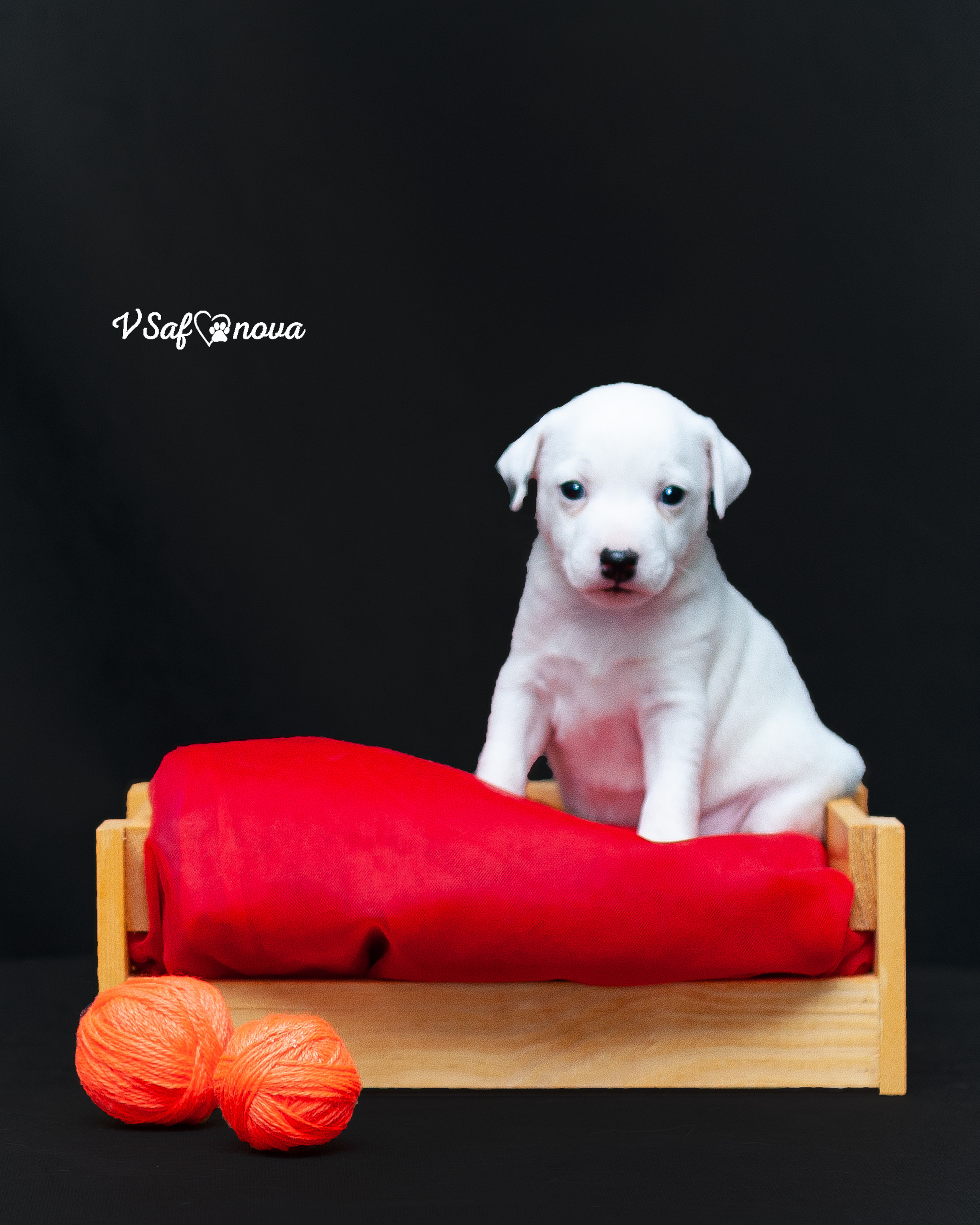 Рассел терьеры 11.09.2021. Фотограф анималист Благовещенск. Сафонова Виктория