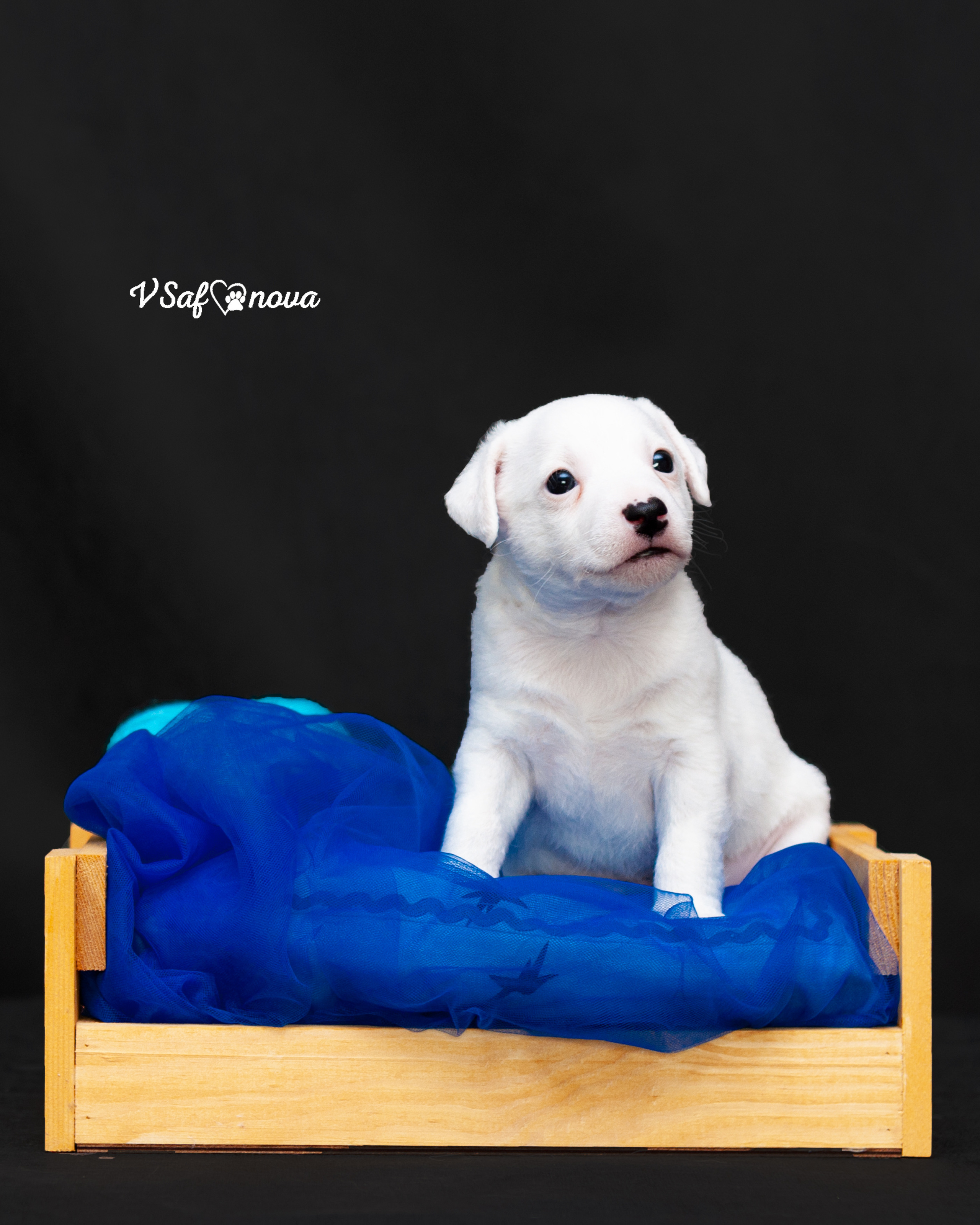 Рассел терьеры 11.09.2021. Фотограф анималист Благовещенск. Сафонова Виктория