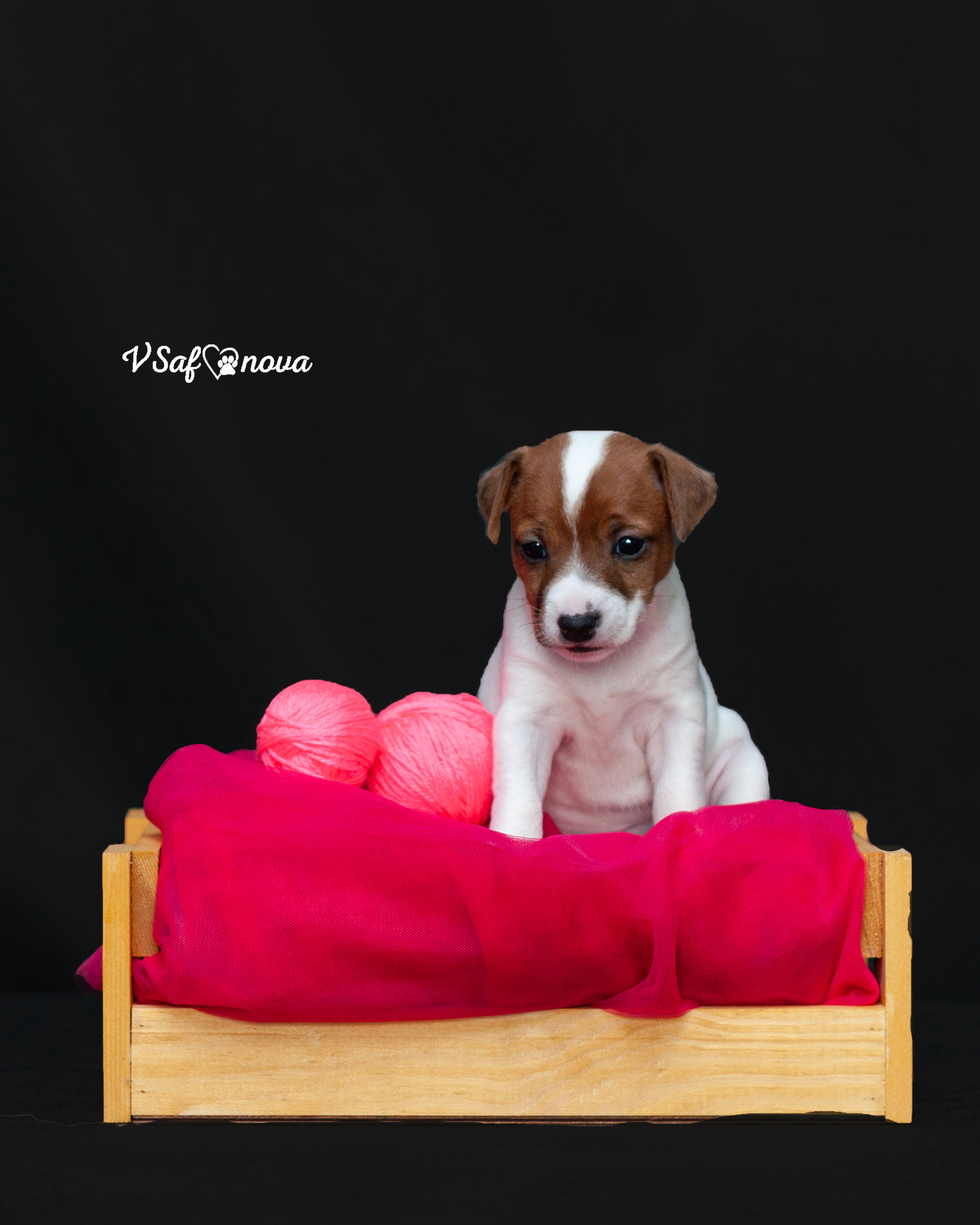 Рассел терьеры 11.09.2021. Фотограф анималист Благовещенск. Сафонова Виктория