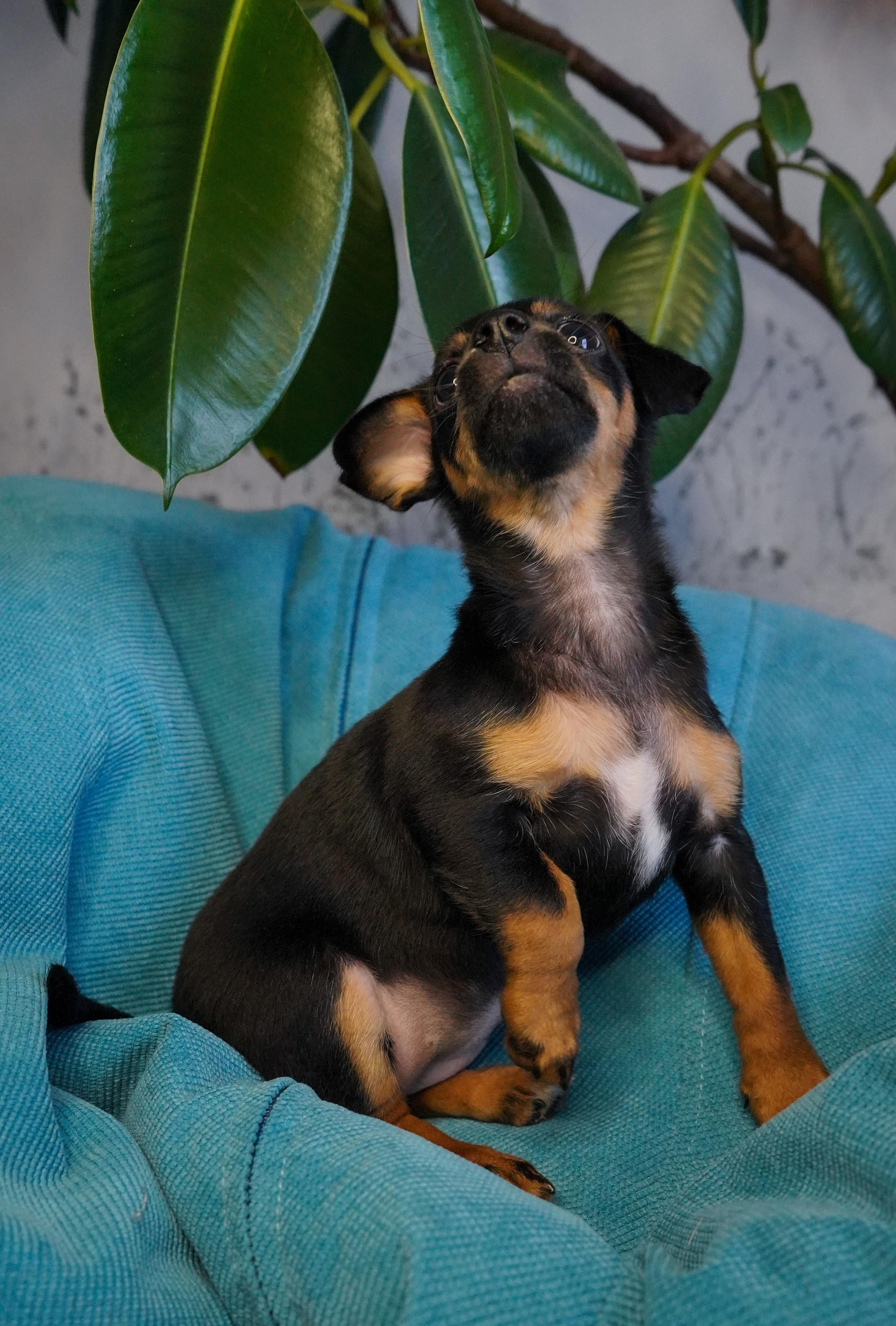 Фотосессии Пушистиков. Фотограф в Санкт-Петербурге Виктория Барышникова