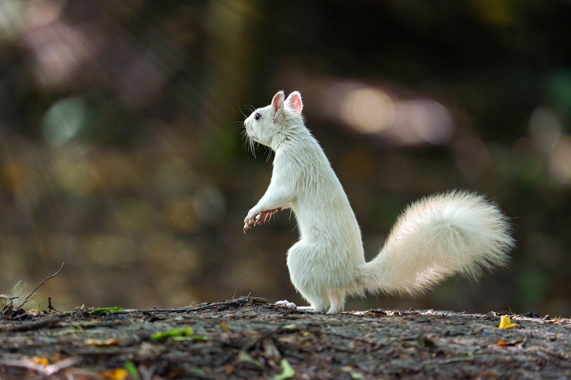 Животные. Ваш личный фотограф Марина Волкова