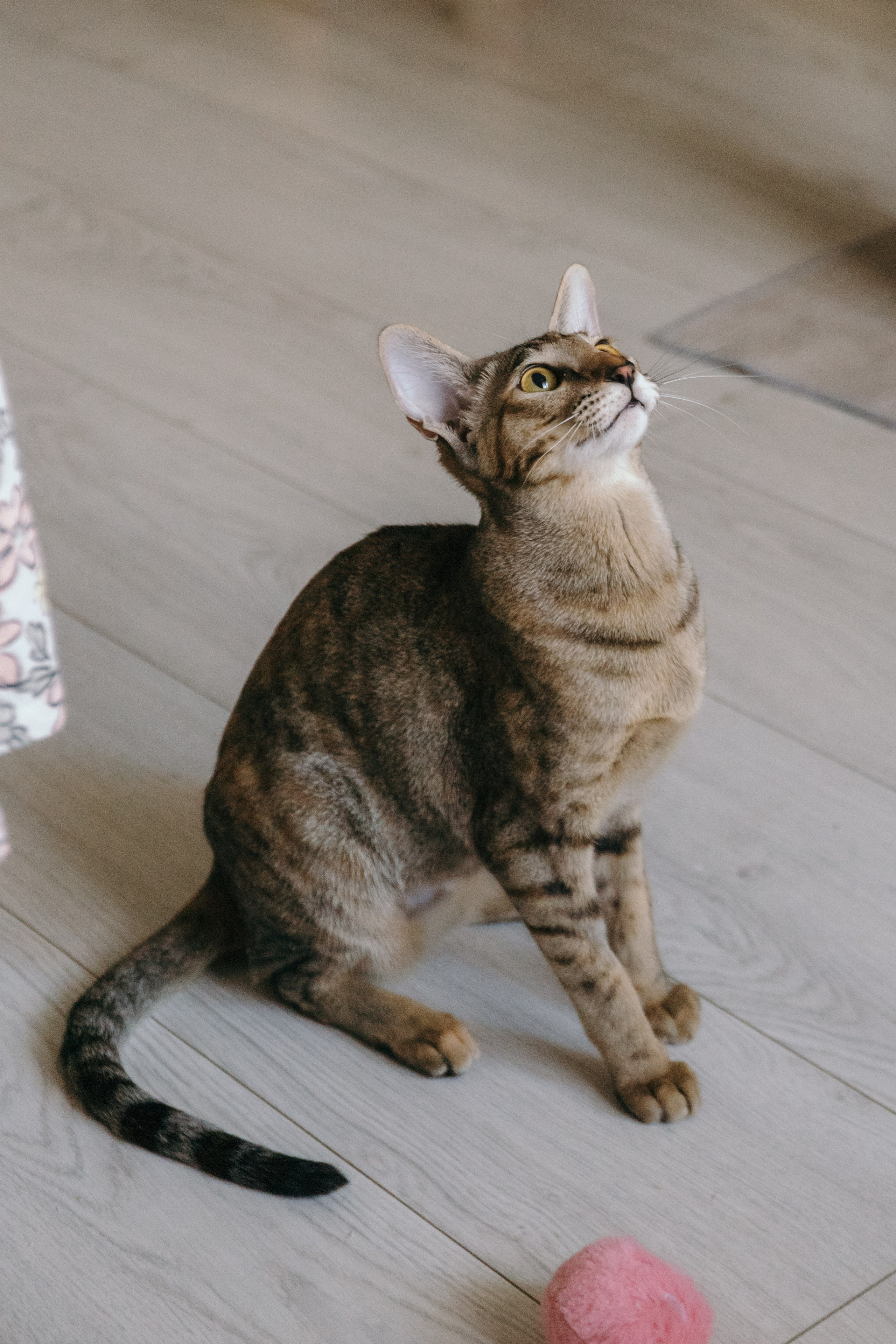 Семья и кошки. Фотограф Елена Балакина (Челябинск)