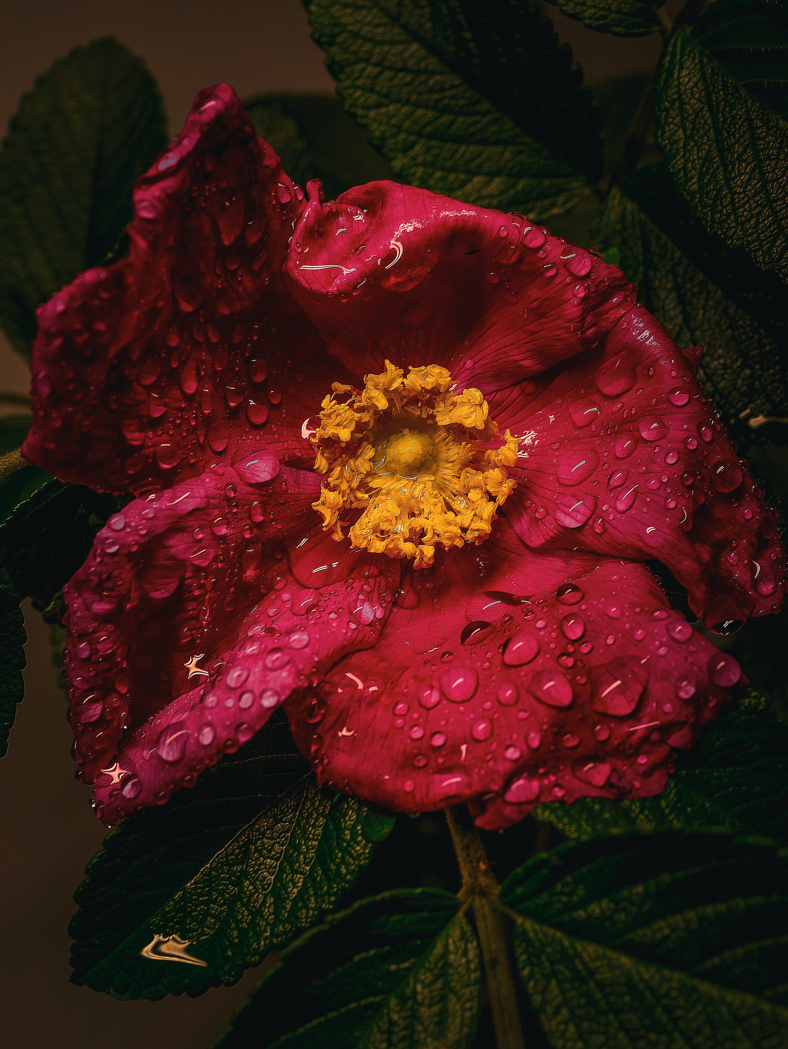 Природа &. Фотохудожник в СПб