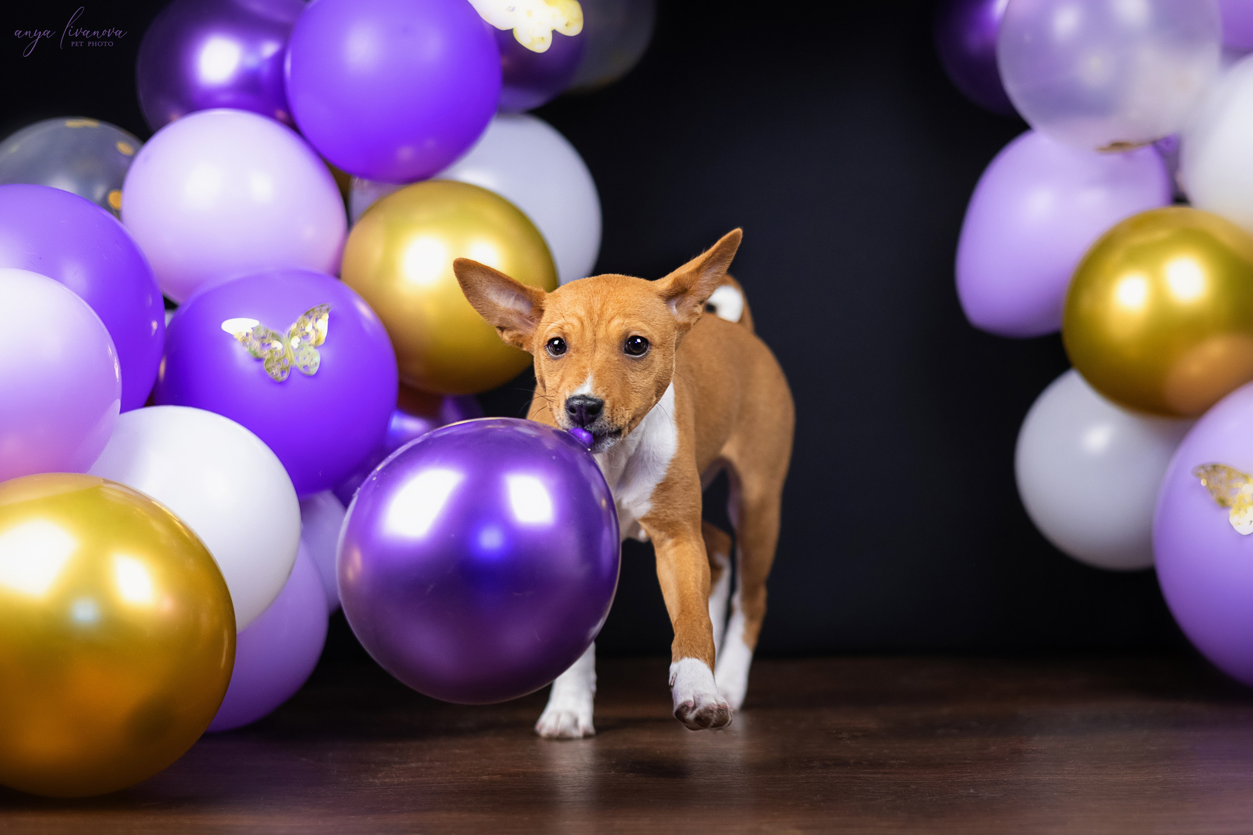 Баси. Фотограф анималист Аня Ливанова | Рыбинск