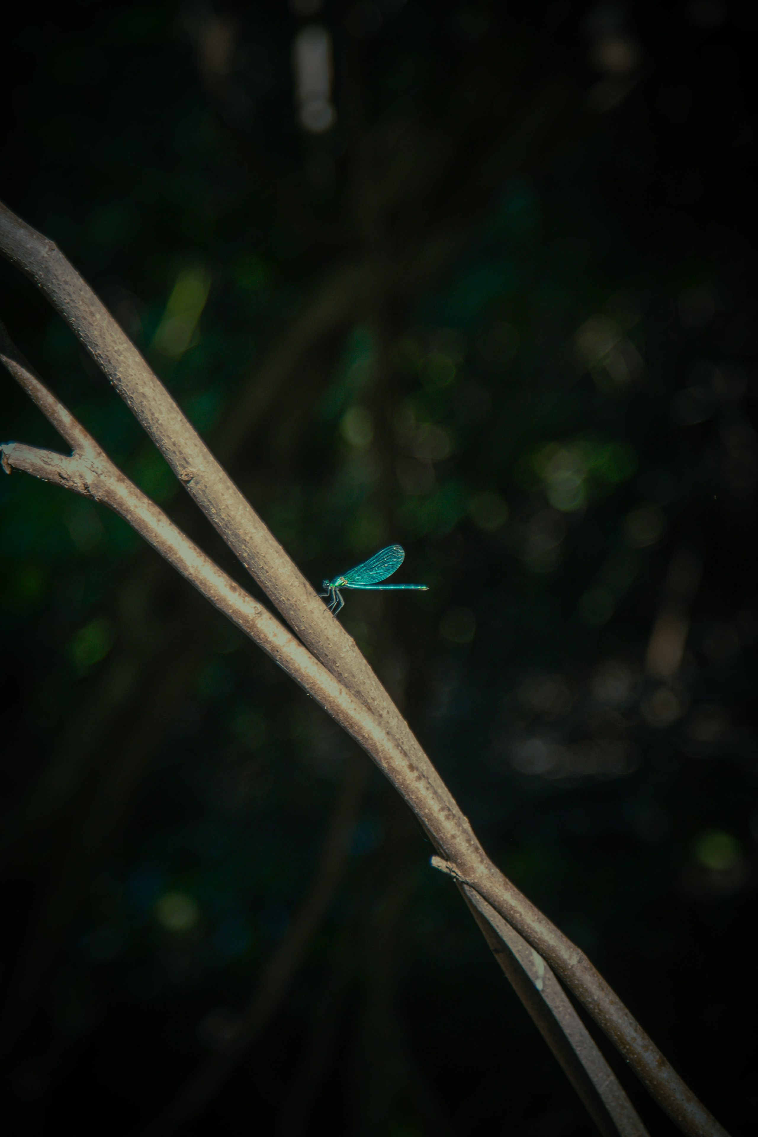 Зоопарк. Dmitriy [KCCC] is a pretty cool photographer