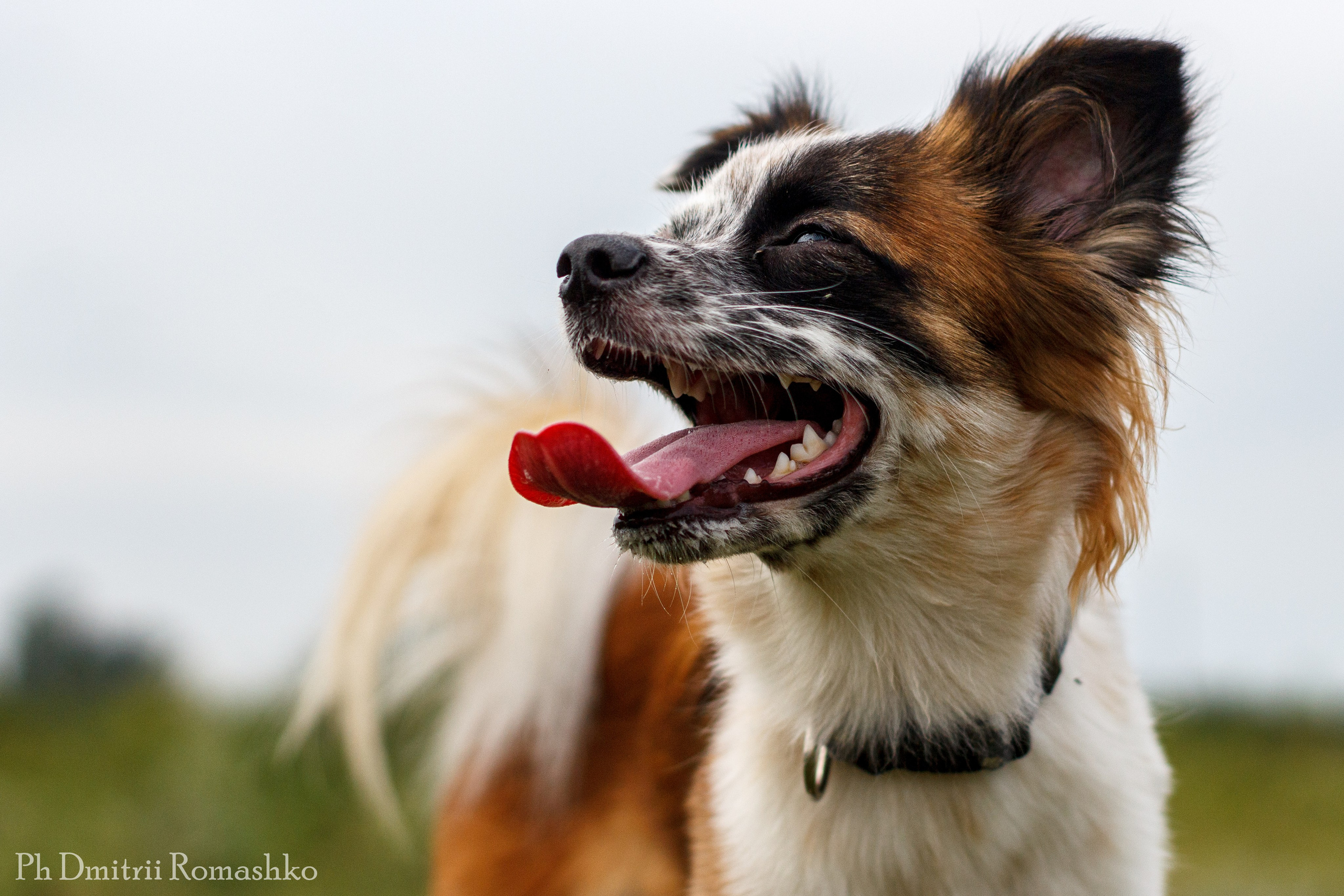 Анималистка. Фотограф Дмитрий Ромашко