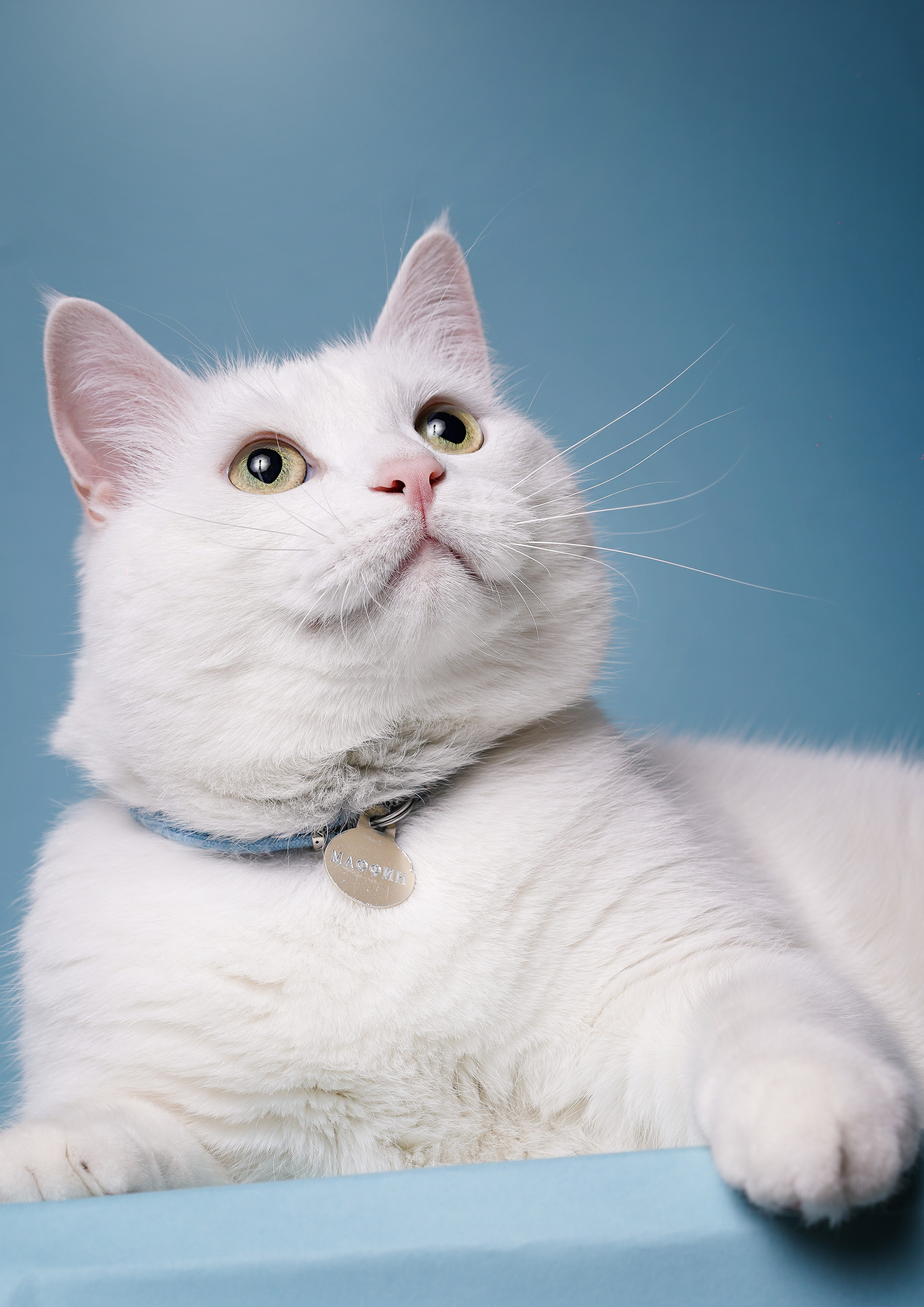 Маффин и Сэм. Фотограф-анималист в Санкт-Петербурге Яна Мартынова