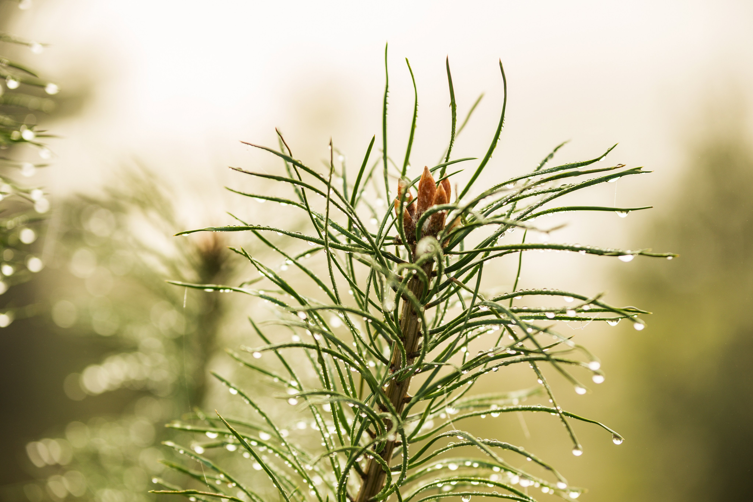 Утро августа. Фотограф в Ветлуге Сергей Белов (VETLUGA B.S.)