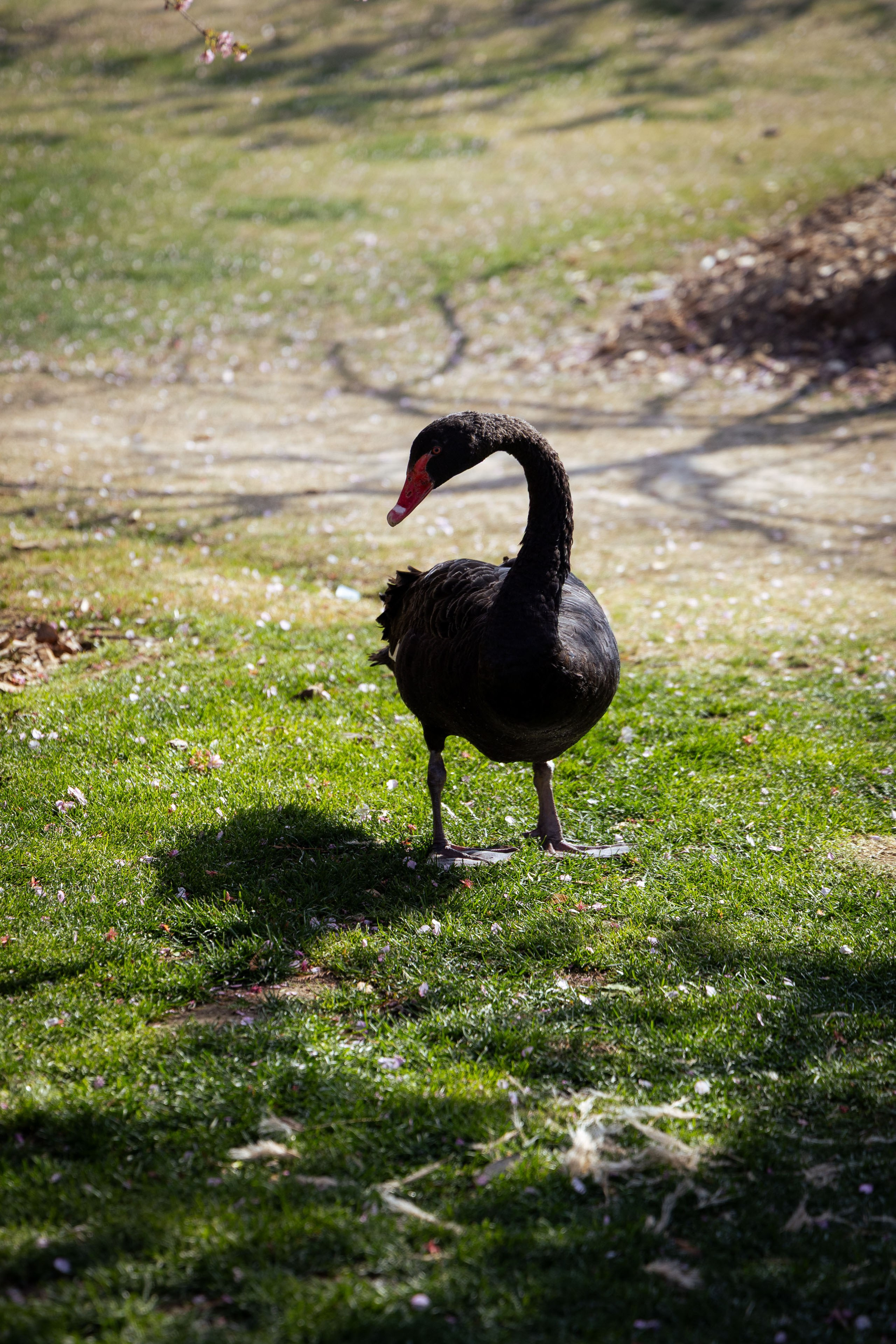 Шанхай (март 2026). Фотограф Виноградов Константин