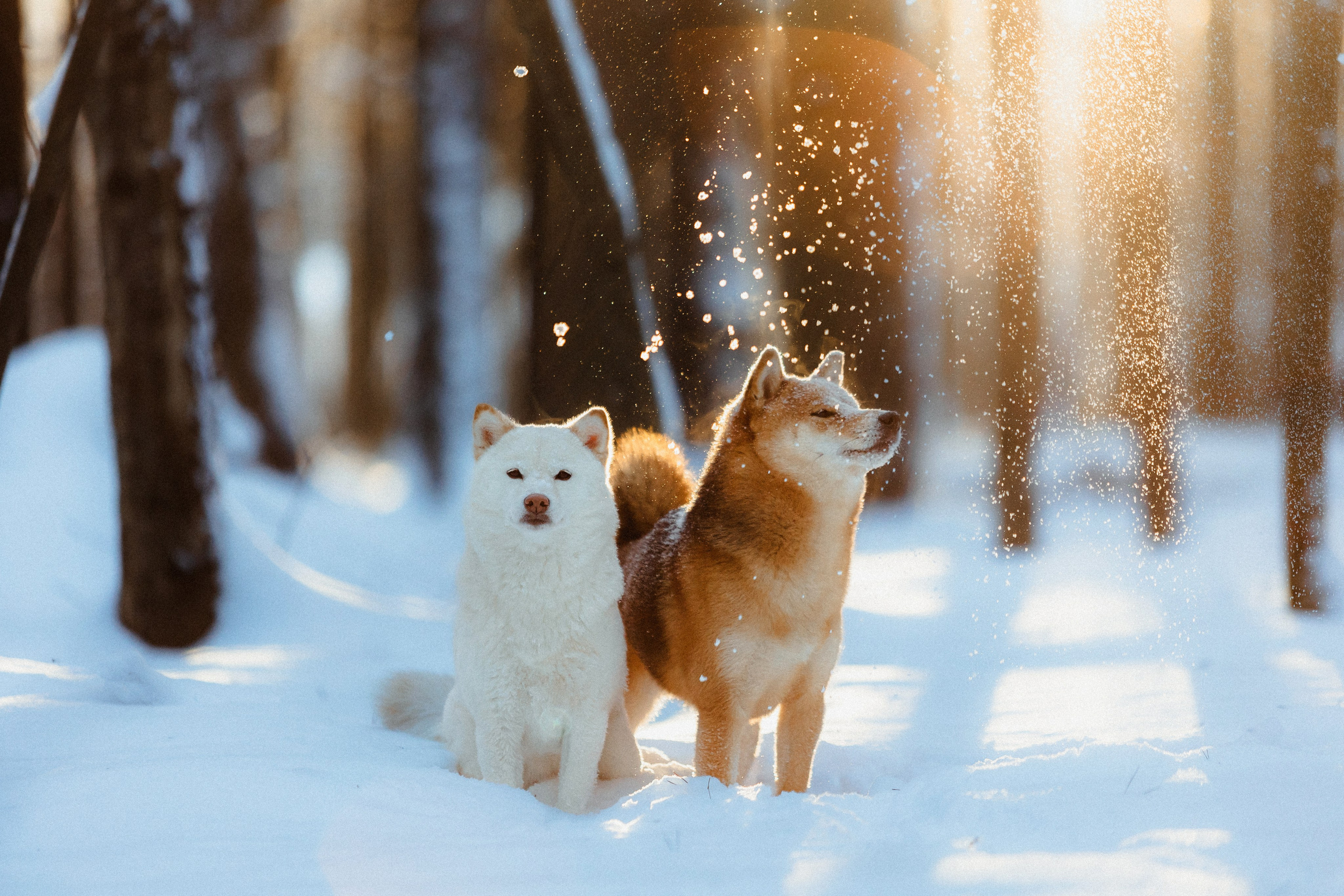 Шед, Цири и Ира