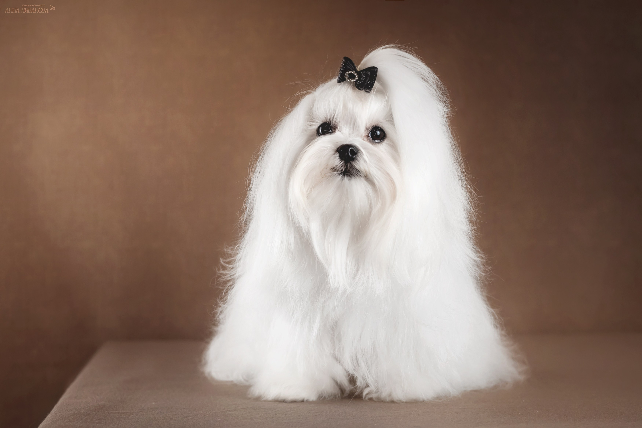 Мальтезе. Фотограф анималист Аня Ливанова | Рыбинск