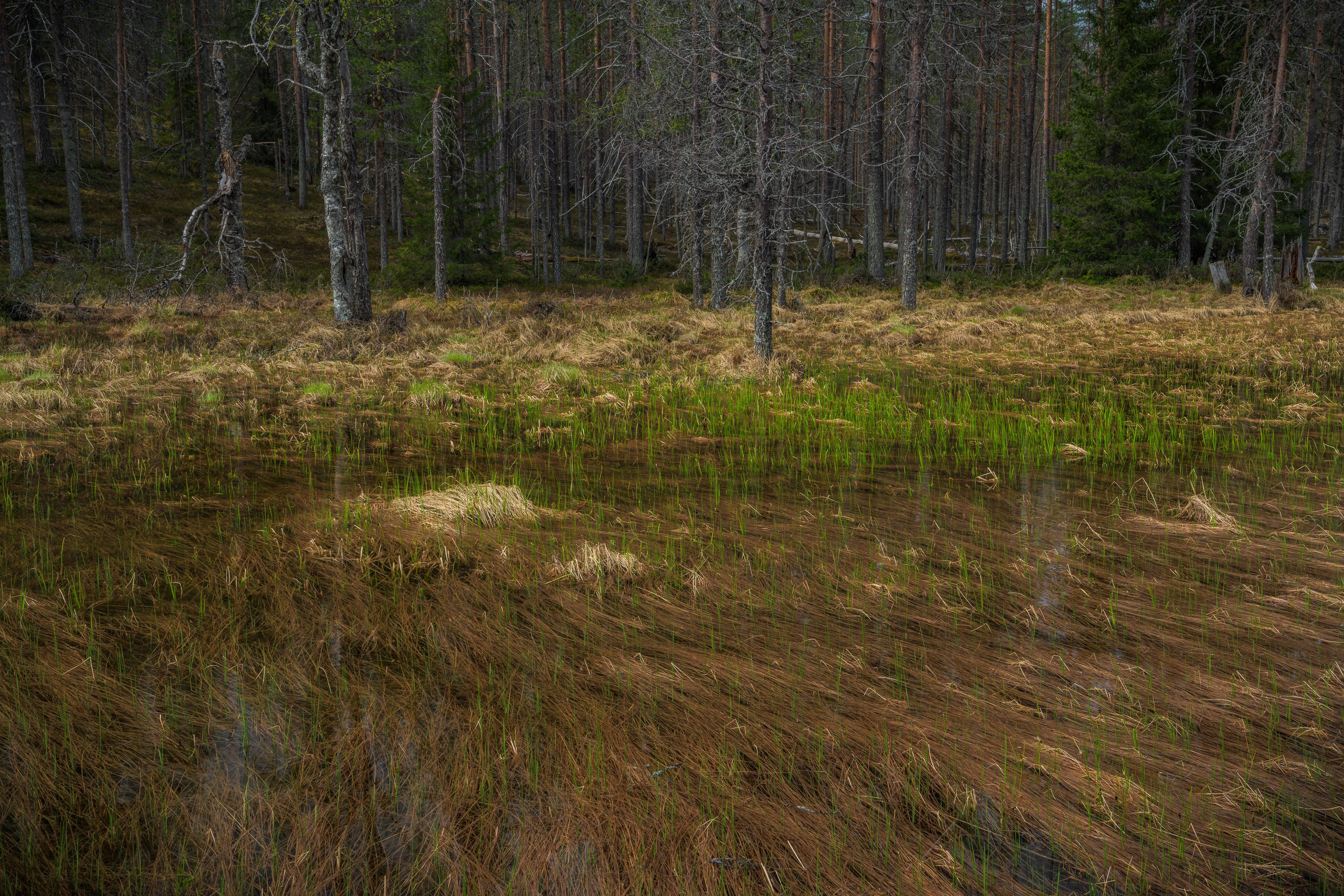 Лето. Северные Ночи