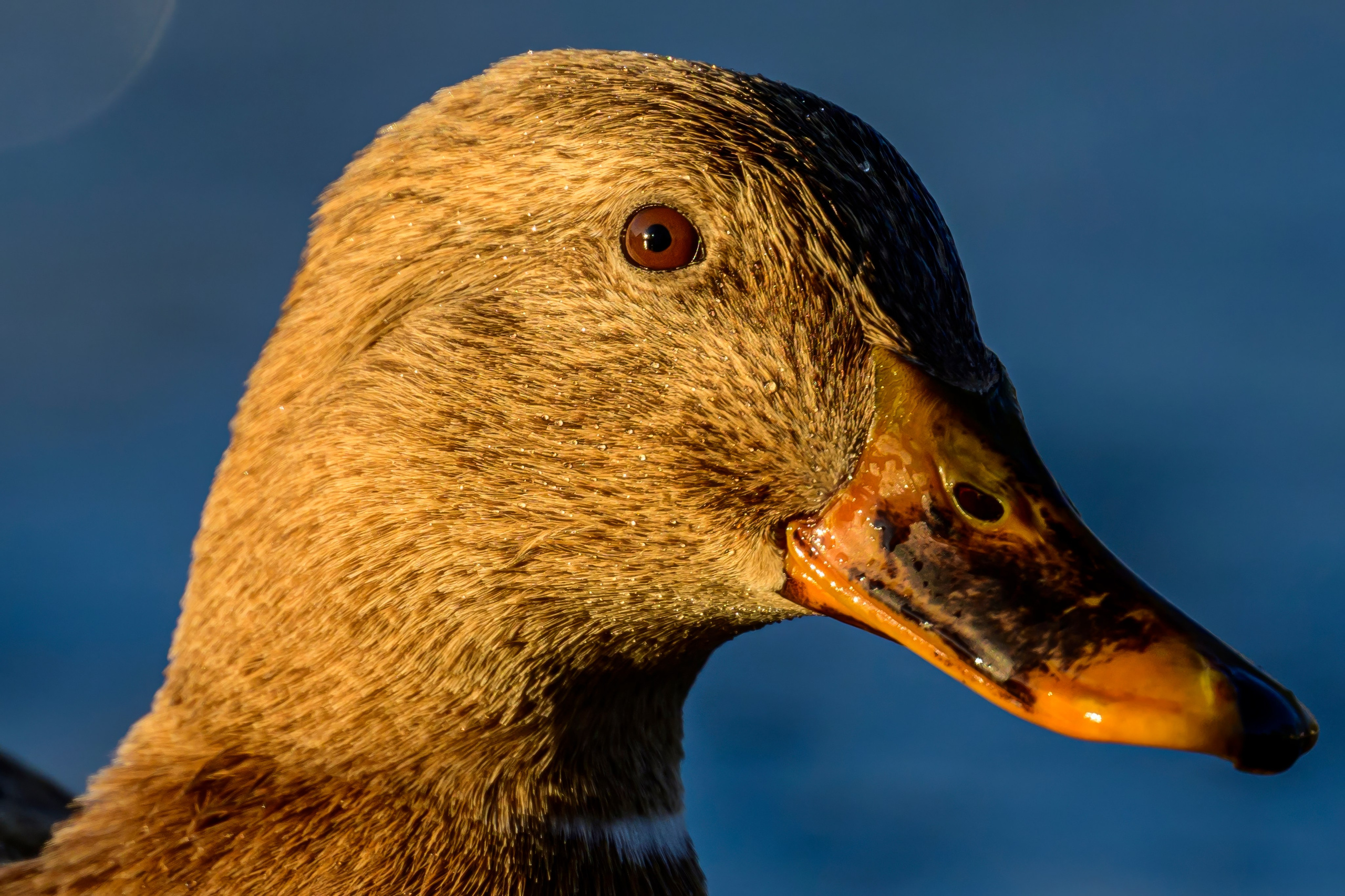 Нырки, гуси, лебеди. Pochards, geese, swans. Wildlife photography by Sergey Puponin