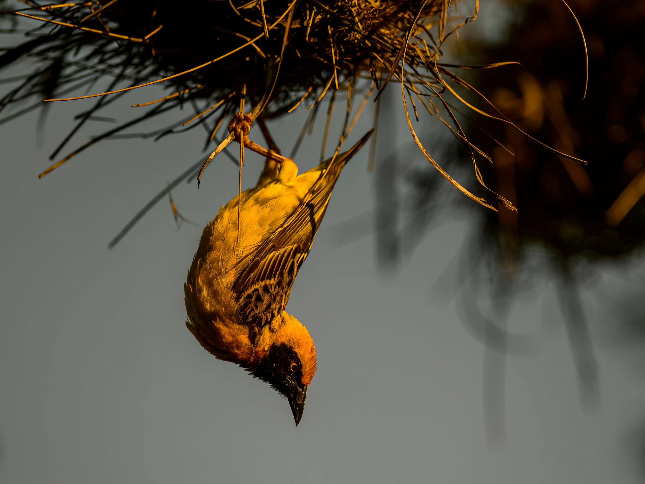 Кения. Wildlife photography by Sergey Puponin