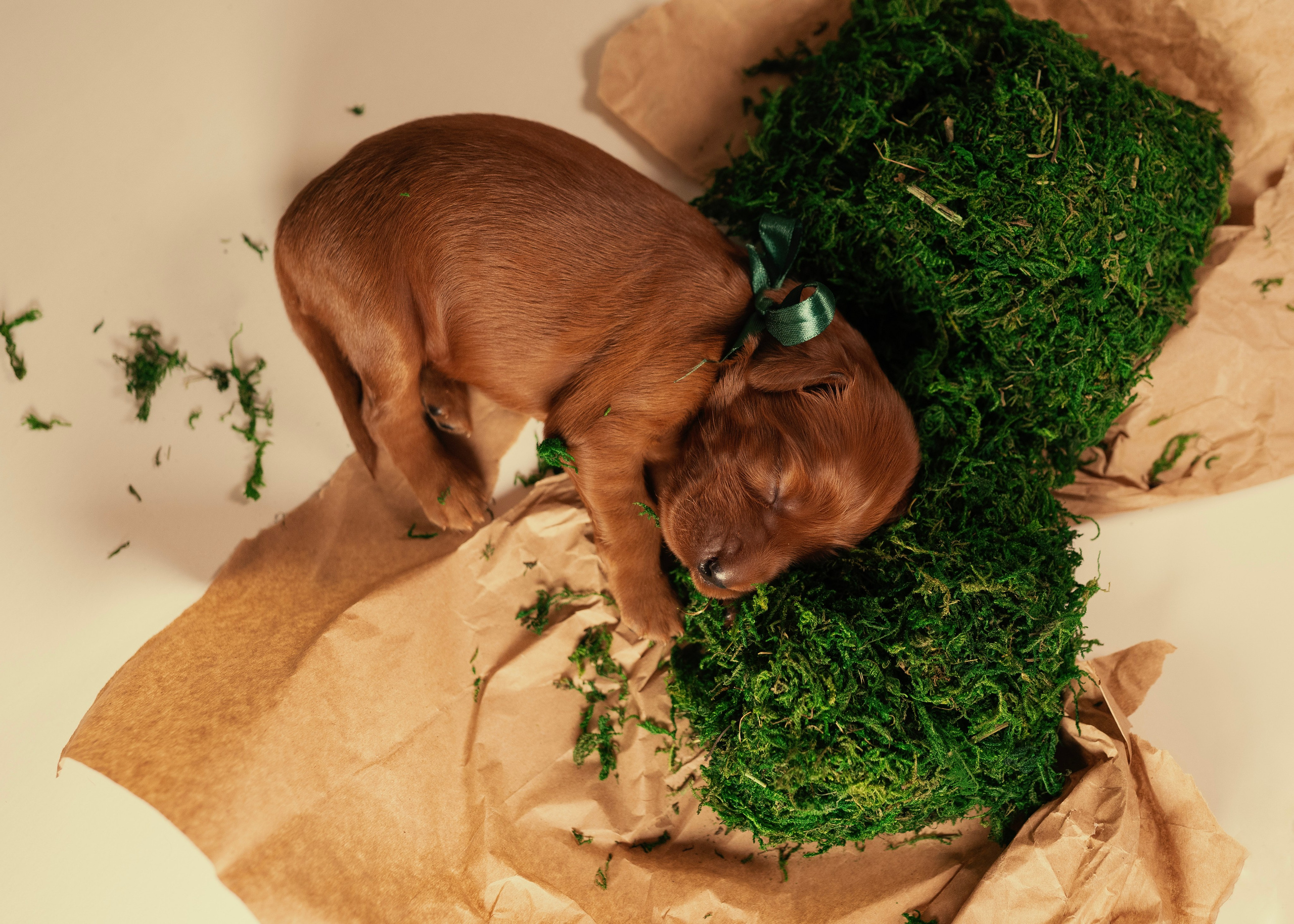Красные ирландские сеттеры. Фотограф- анималист Александра Матвеева