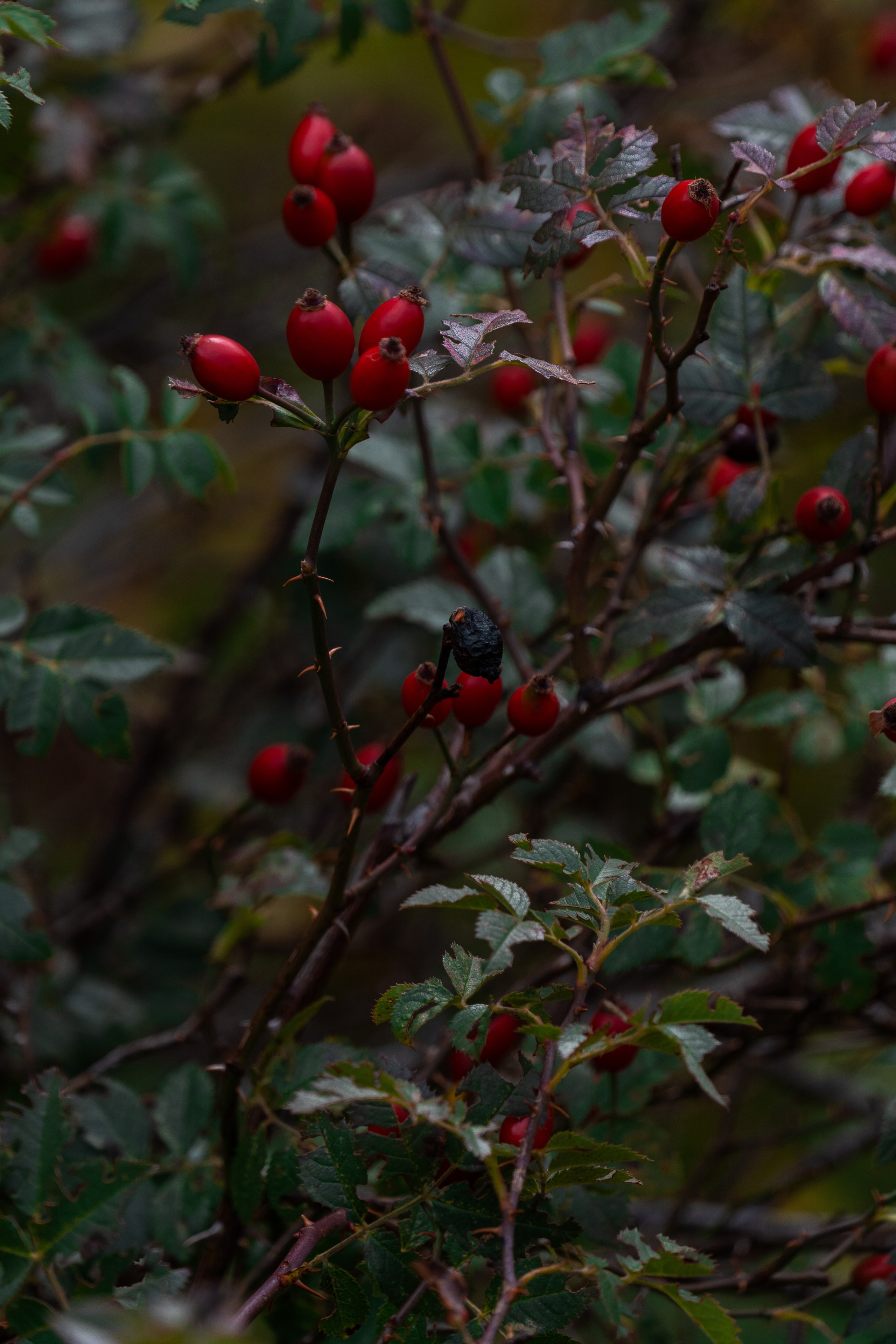 Путешествия и пейзаж. Репортажный фотограф в Красной Поляне и Сочи Павлюченко Екатерина