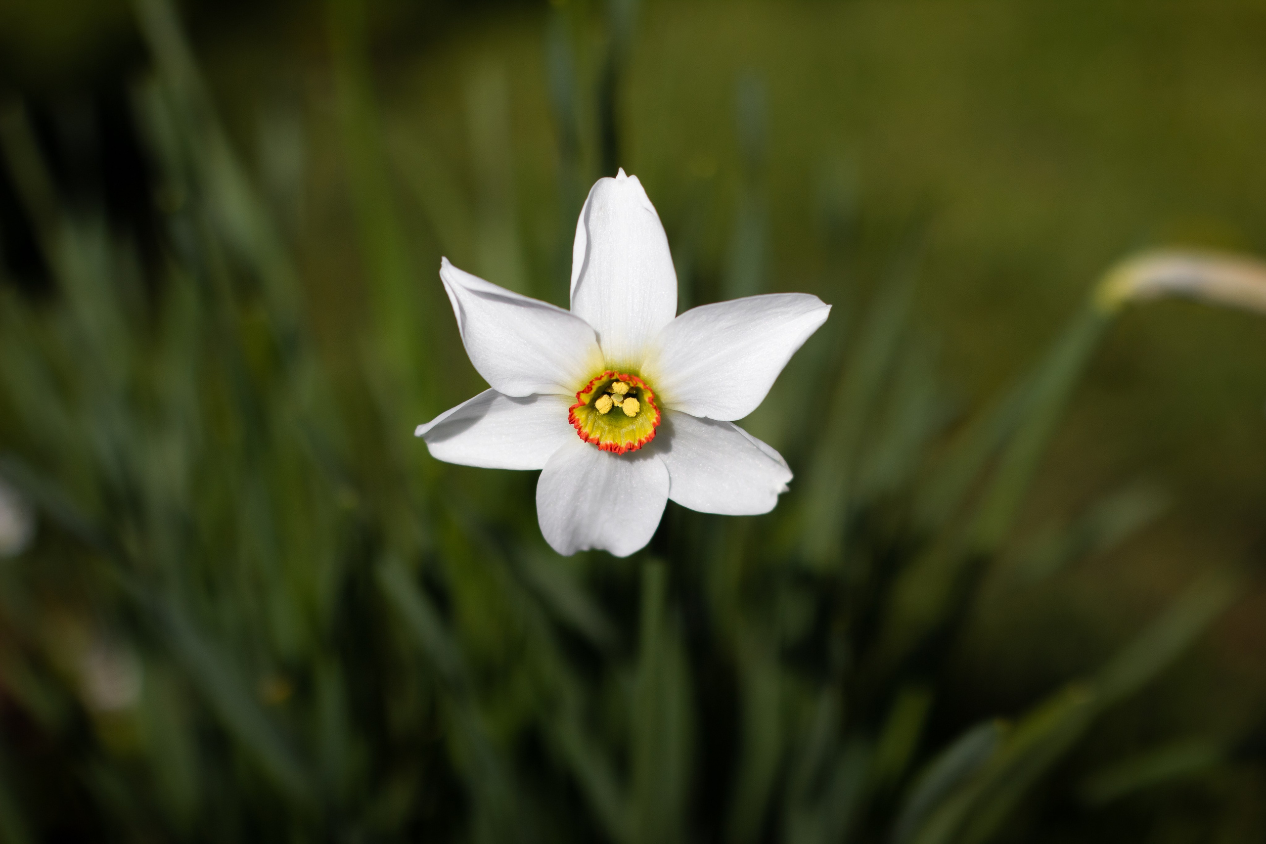 Природа. Polyframe