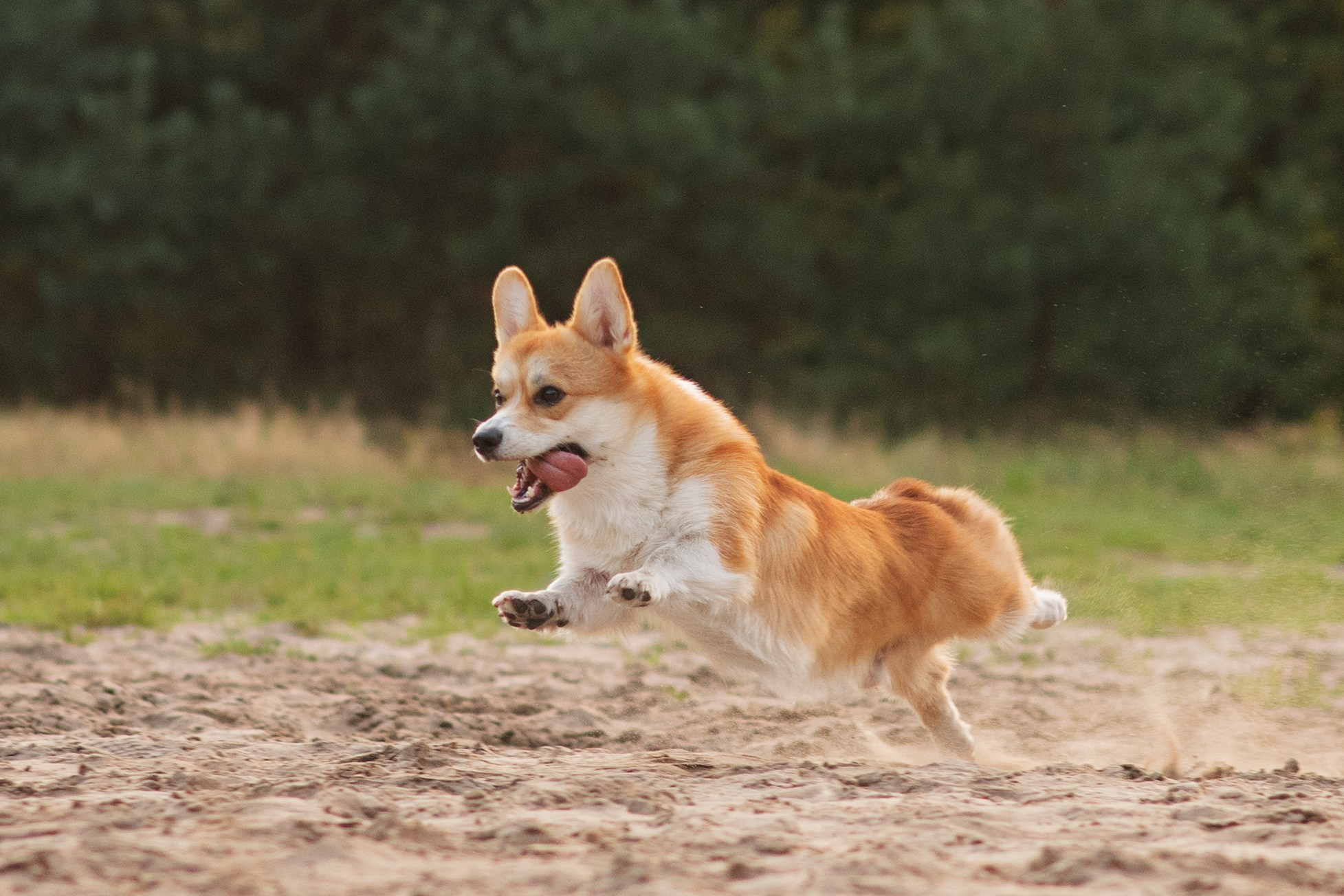Саша, Оксана и Барни — 25.08.2024. Фотограф — Анималист | Анна Абрамова