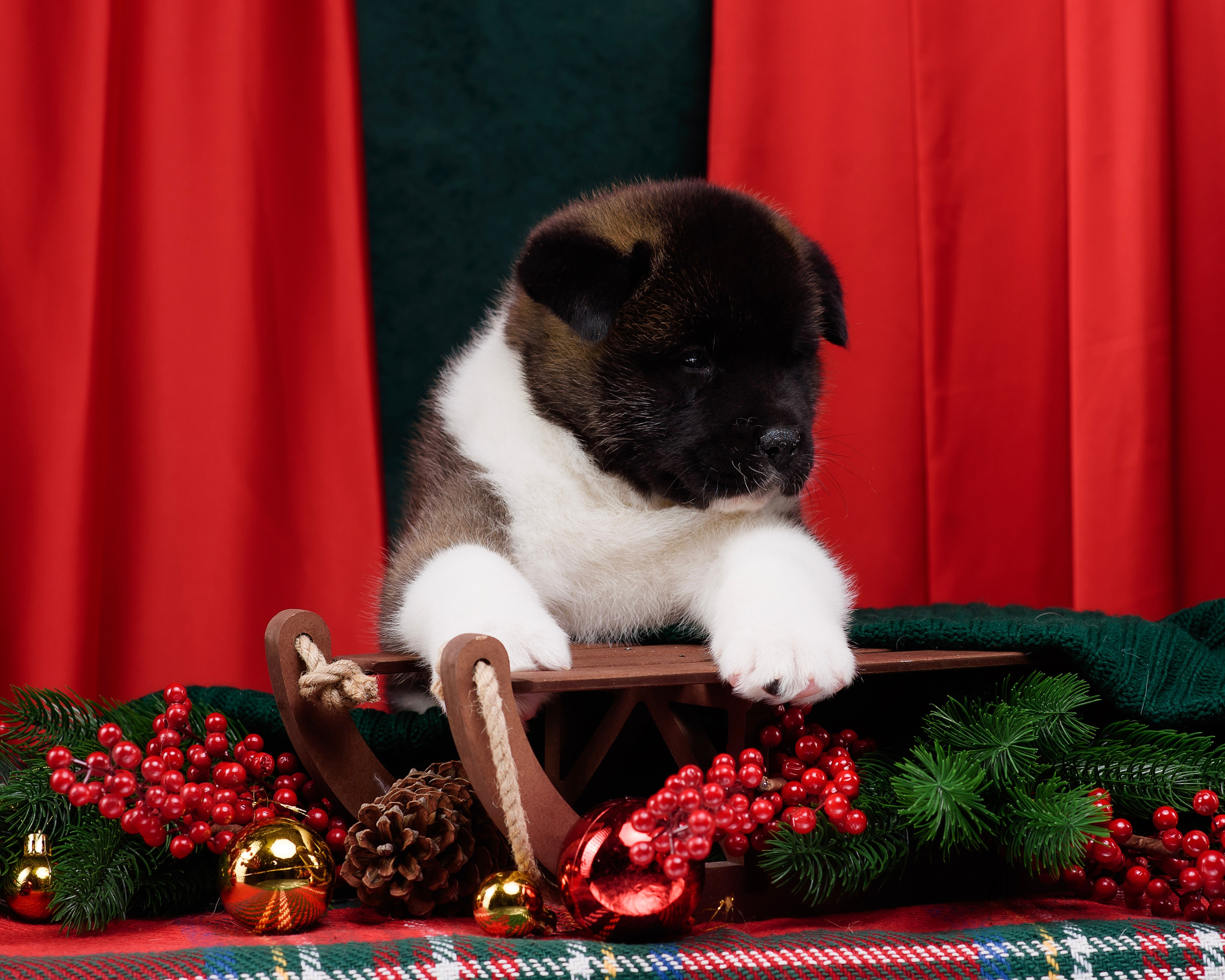 Щенки Американской Акиты. Фотограф — Анималист | Анна Абрамова