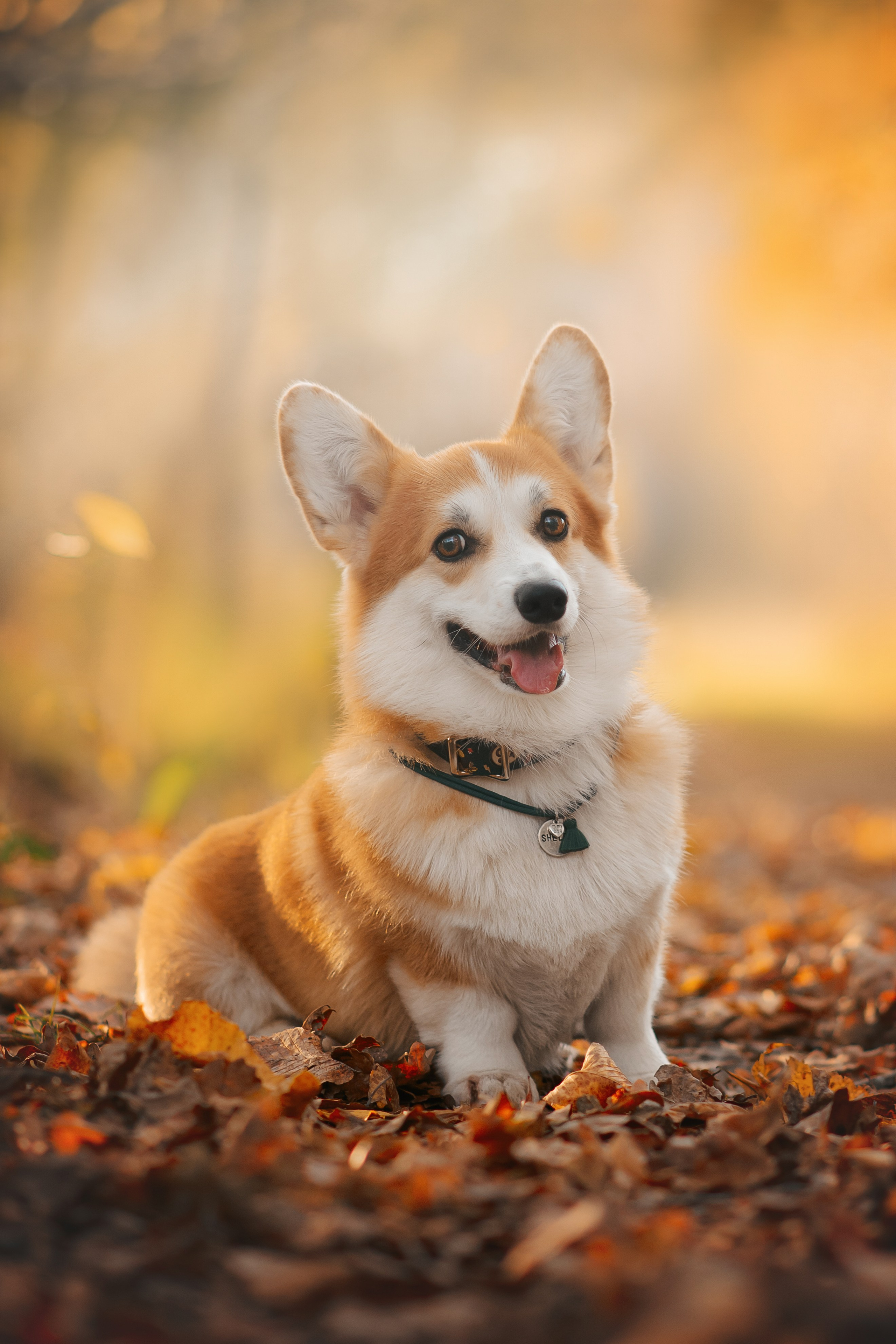 Максим, Надя, Рой и Шелби — 13.10.2024. Фотограф — Анималист | Анна Абрамова