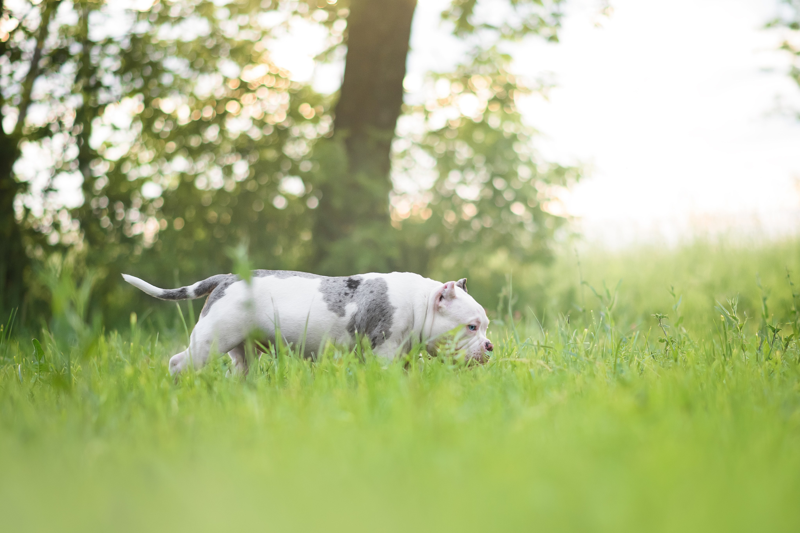 Щенки Американского Булли — 15.06.2024. Фотограф — Анималист | Анна Абрамова