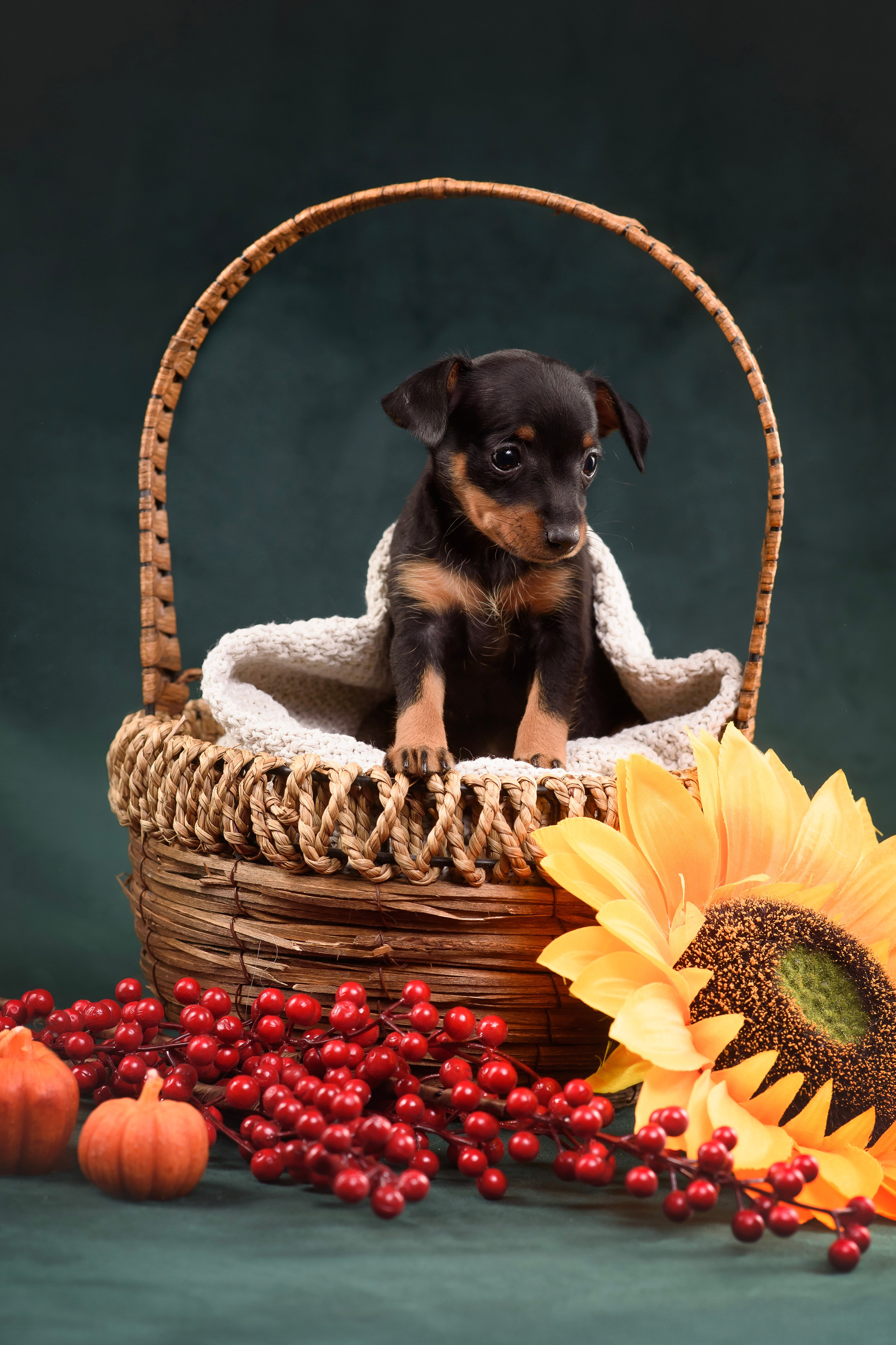 Щенки Пражского крысарика — 19.10.2025. Фотограф — Анималист | Анна Абрамова