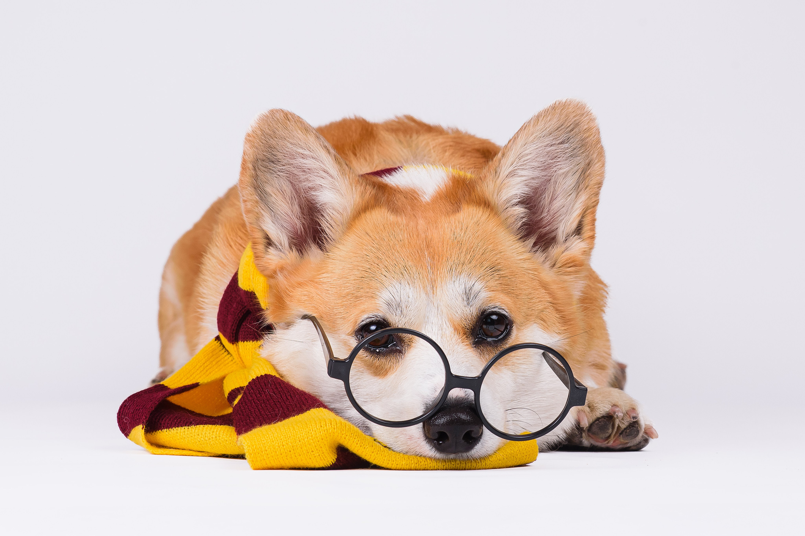 Лея на однотонном фоне. Фотограф — Анималист | Анна Абрамова