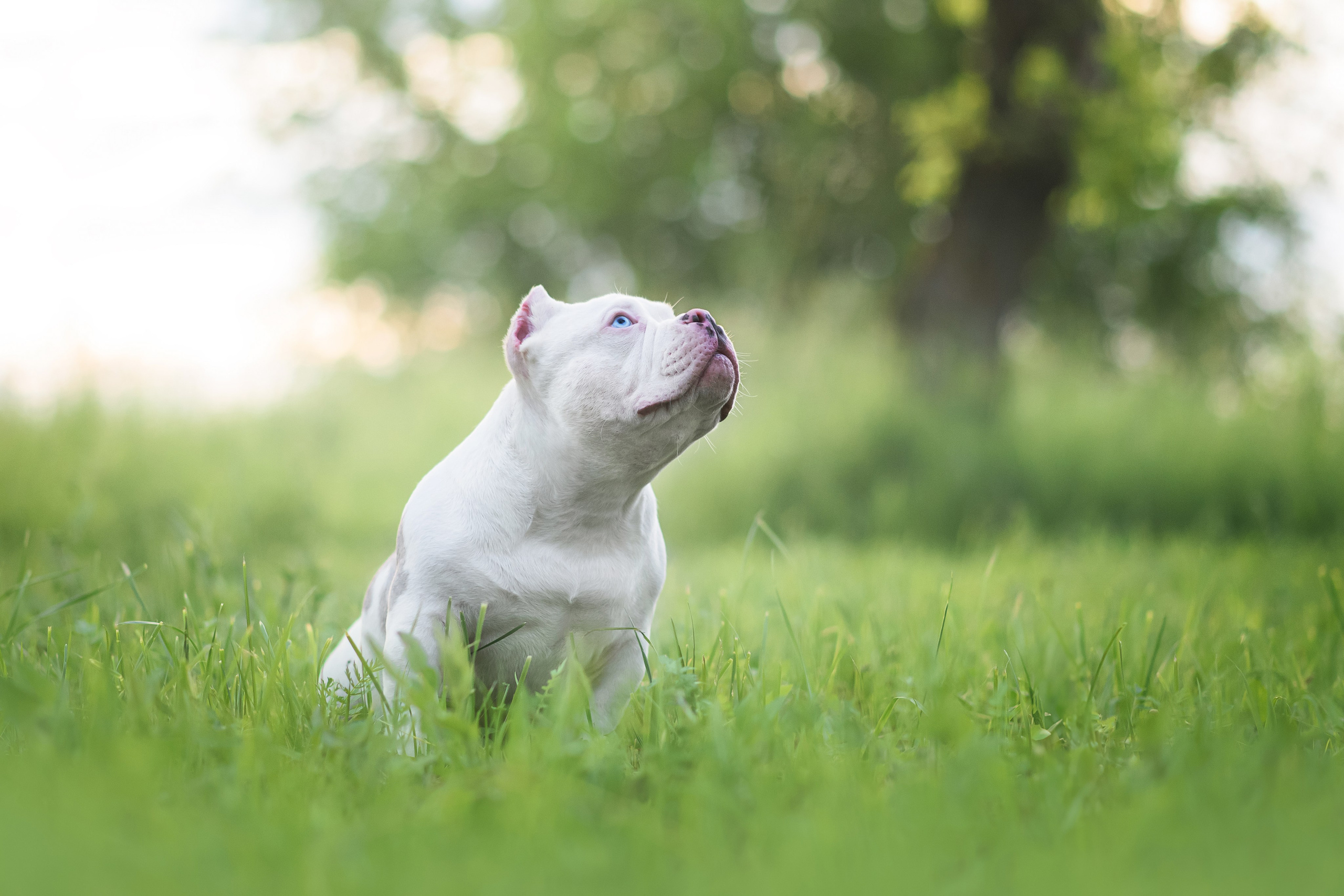 Щенки Американского Булли — 15.06.2024. Фотограф — Анималист | Анна Абрамова