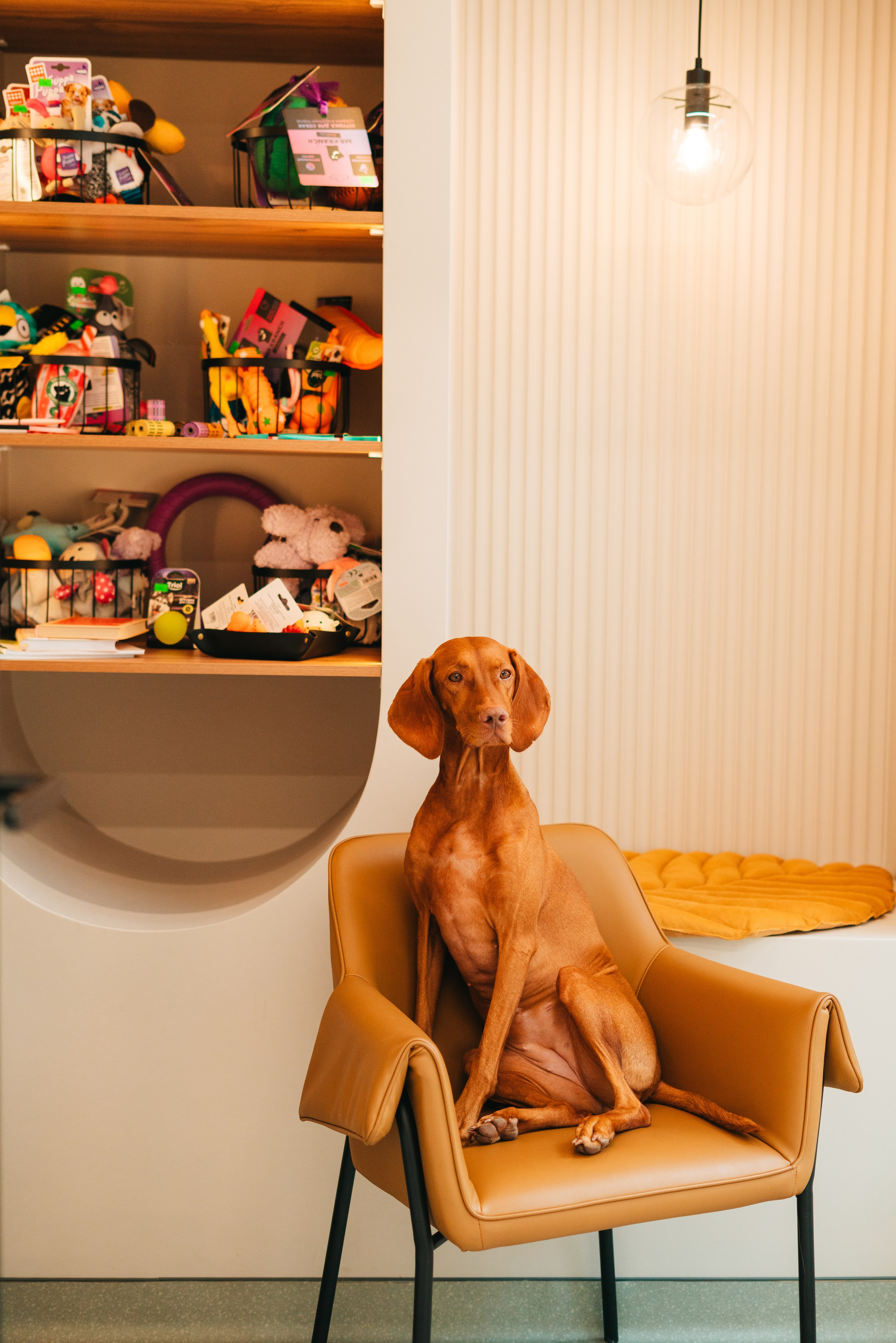 Груминг — салон. Фотограф анималист Осипчикова Мария