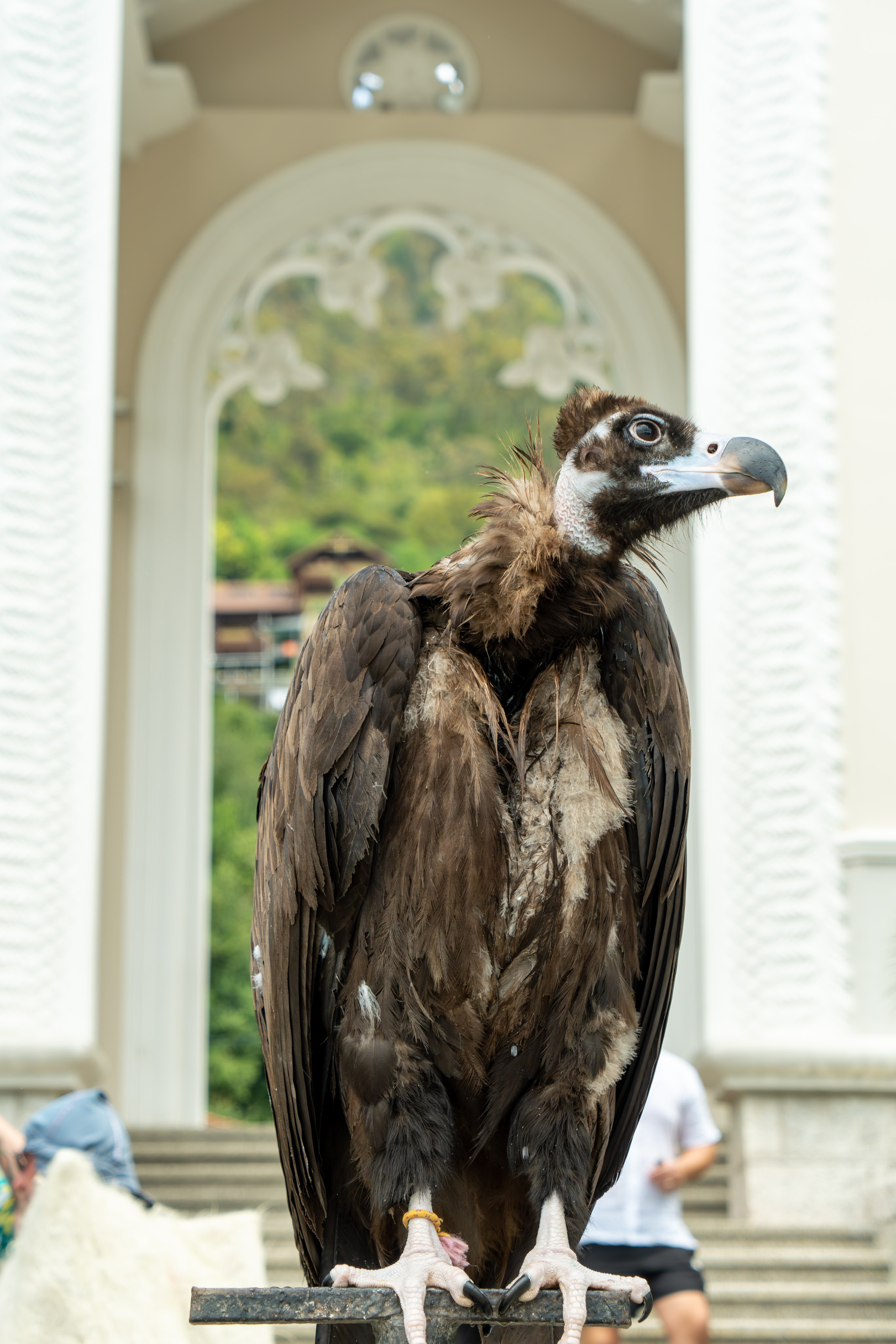 MICE мероприятие — тур по Абхазии. Репортажный фотограф в Красной Поляне и Сочи Павлюченко Екатерина