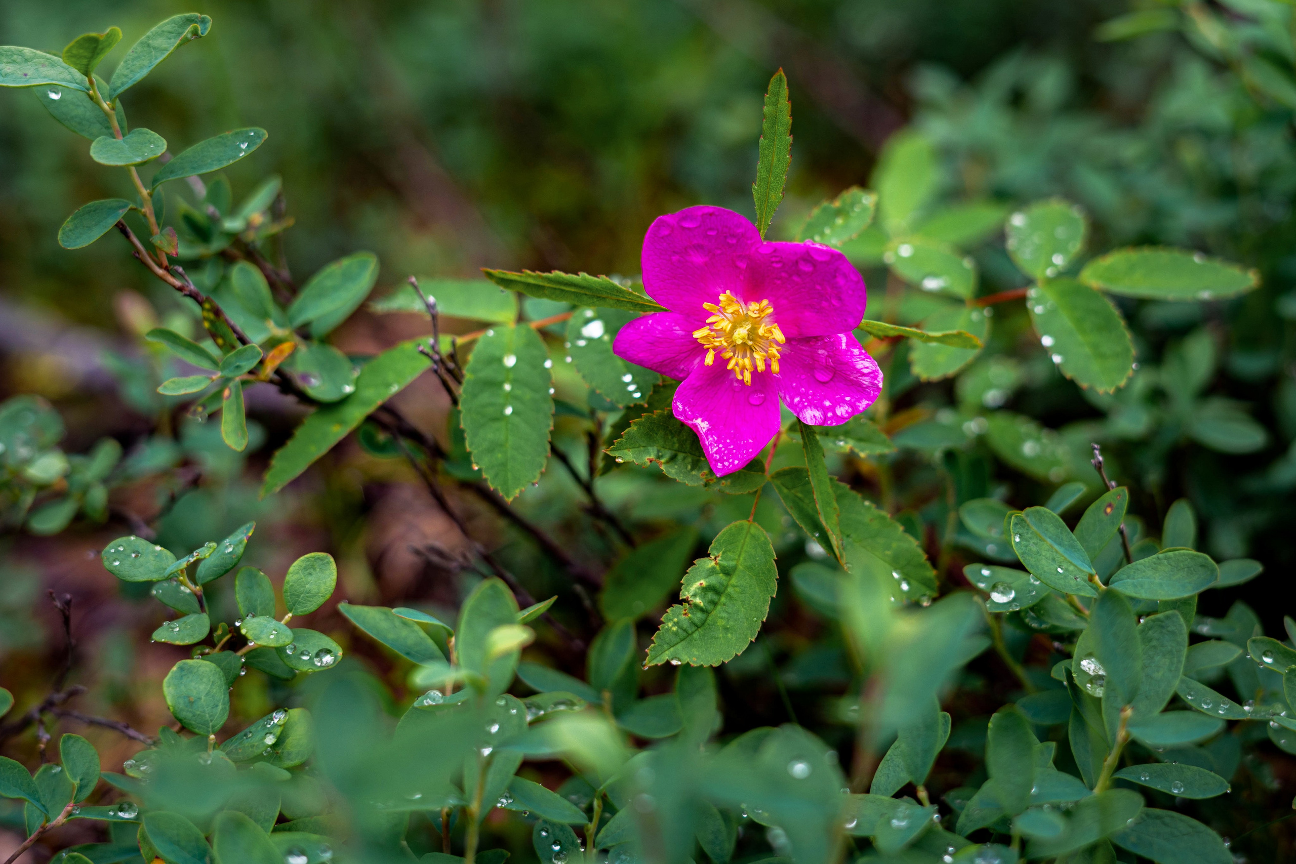 Лето в тундре. Фотограф Екатерина Зорина