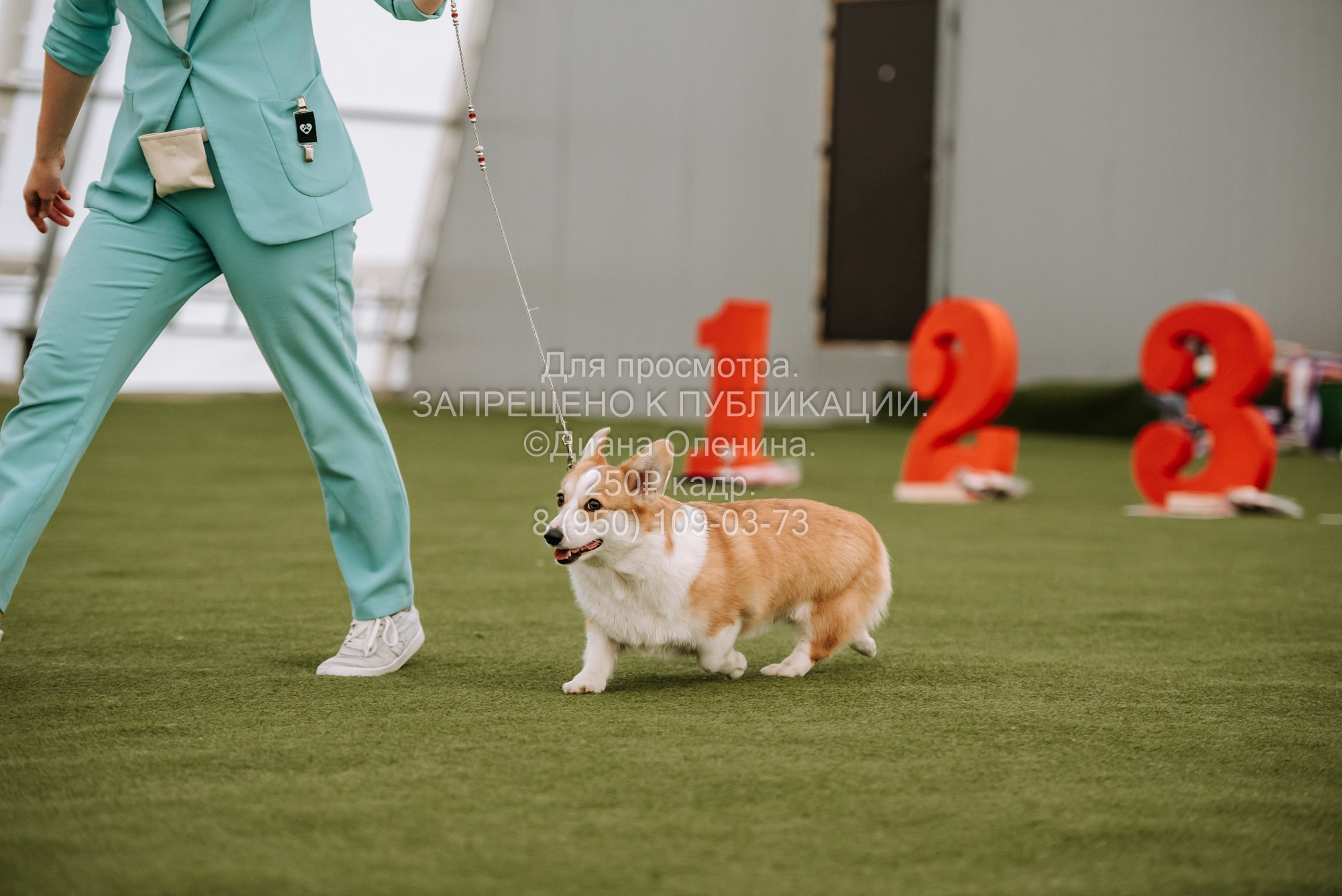 Выставка собак Красноярск 2.06. Фотограф Диана Оленина Красноярск / Братск