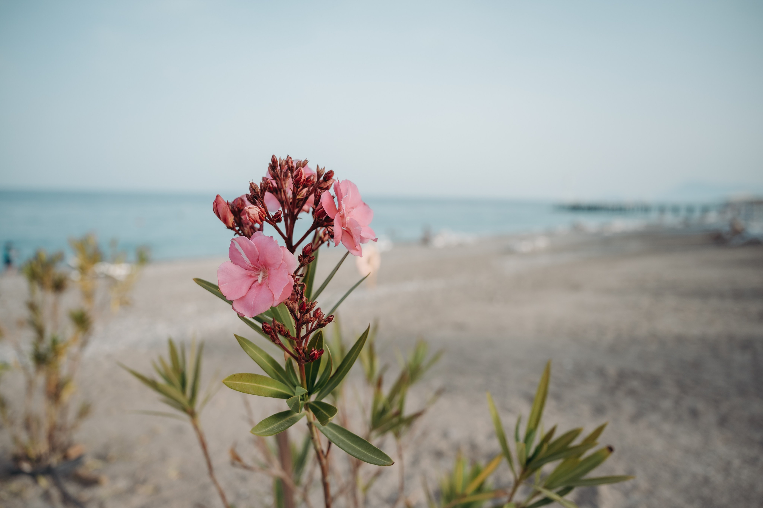 Анджей, Анна и Янчик. Главная