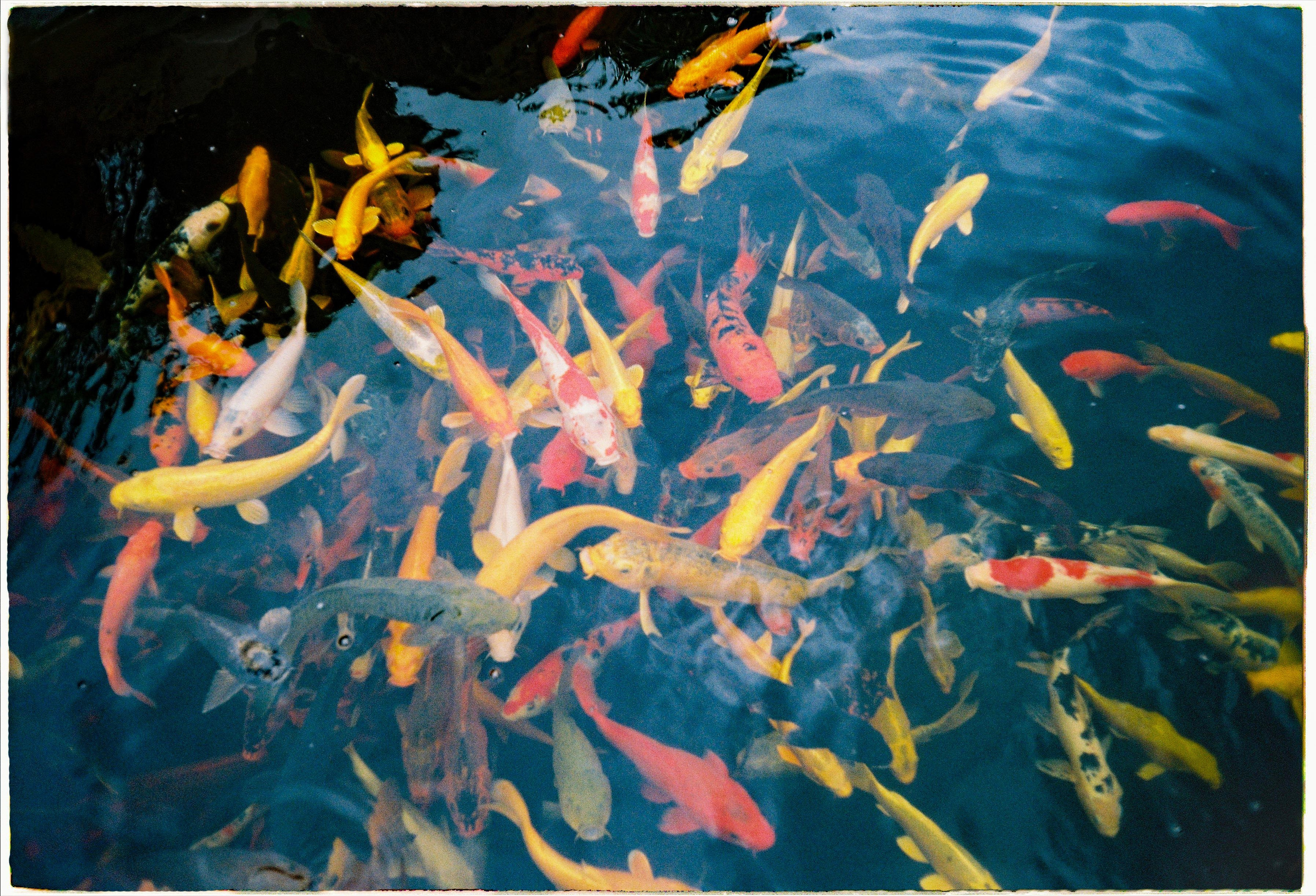 Que garden. Film Photographer in Da Nang, Vietnam — Tanya Parfenteva