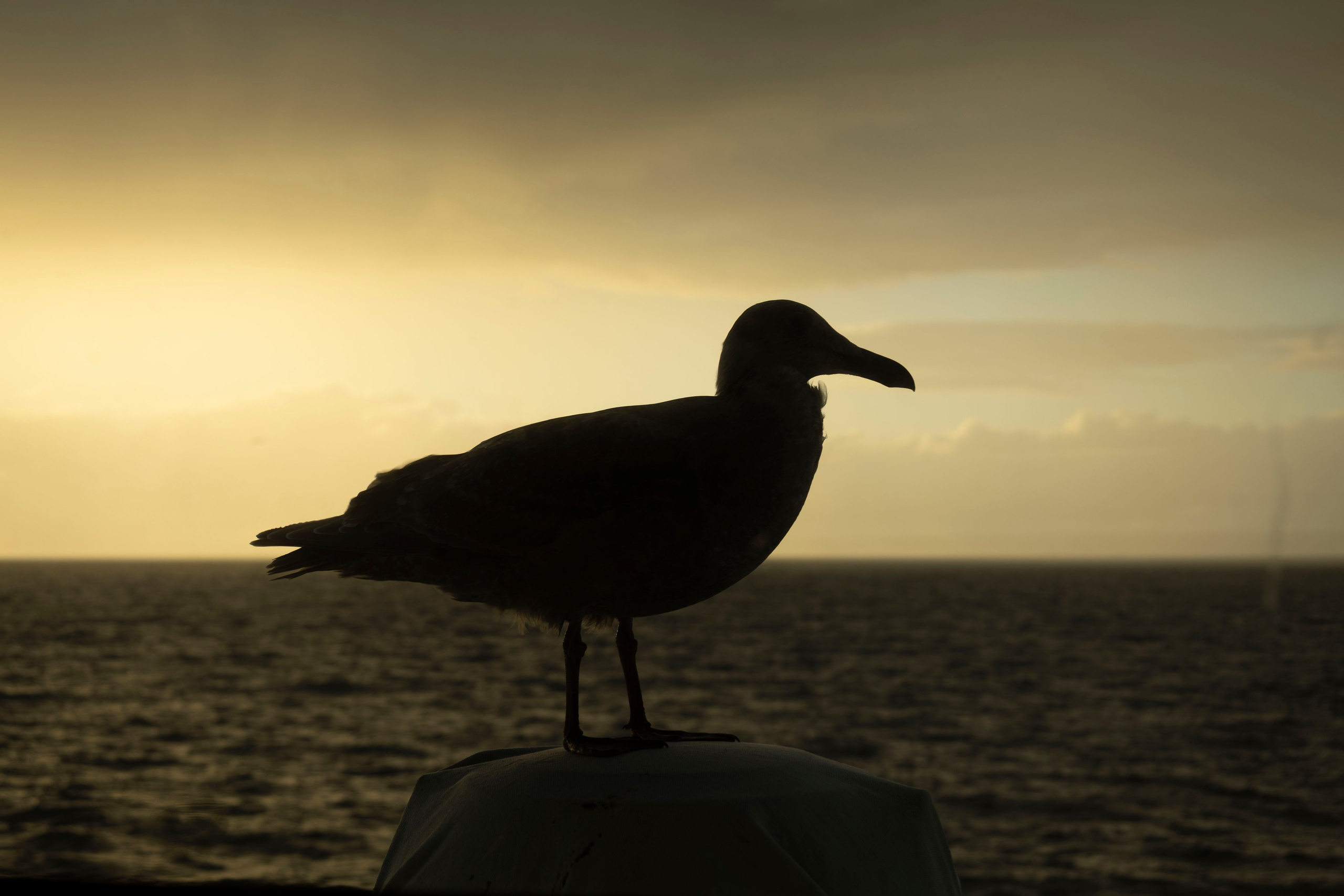Когда я в море. Часть 2. Фотограф г. Владивосток