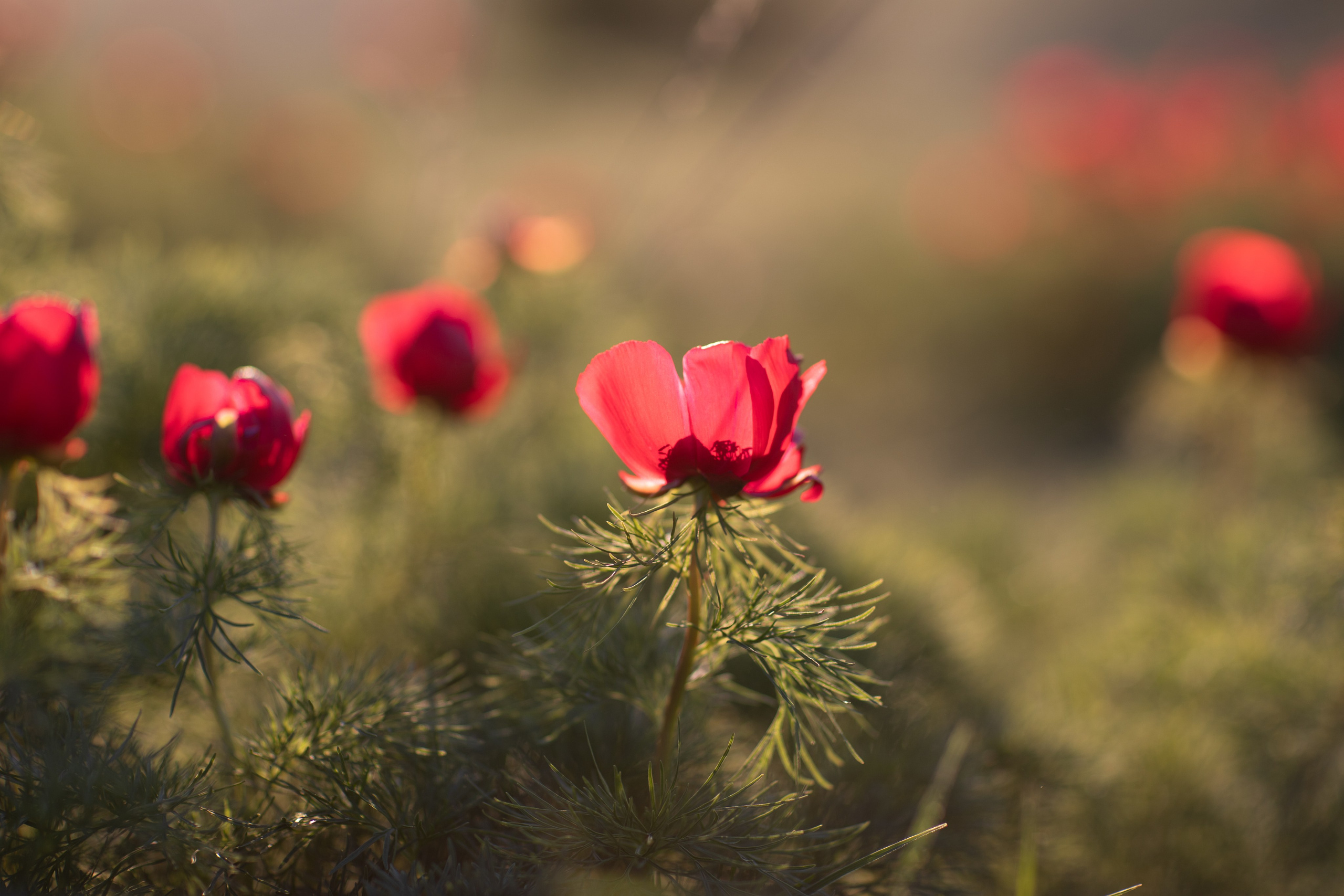 ПИОНЫ. Фотограф Севастополь/Крым Светлана Евтушенко