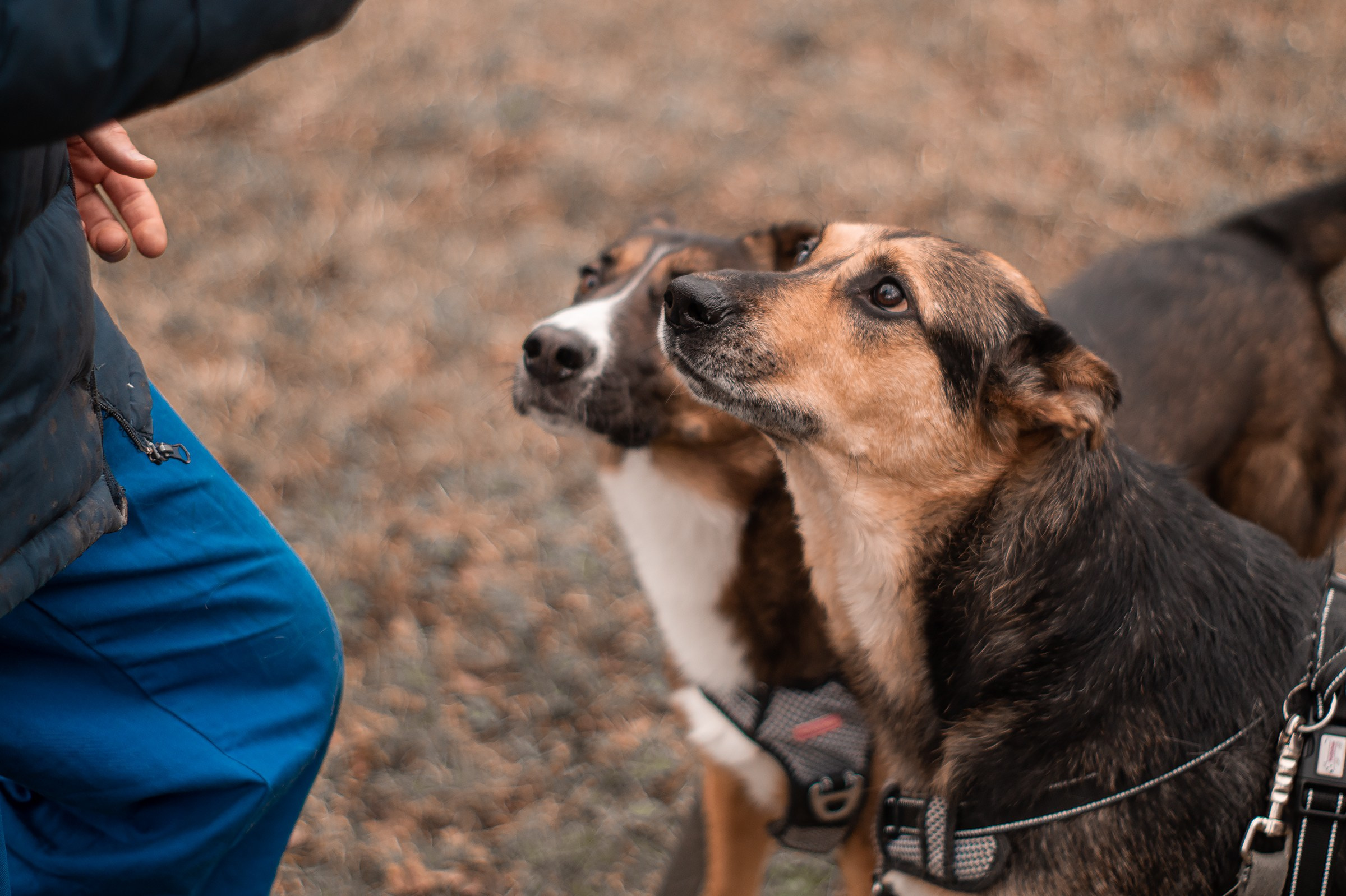 Съемки животных. Фотограф в Санкт-Петербурге и ЛО Егор Ставер