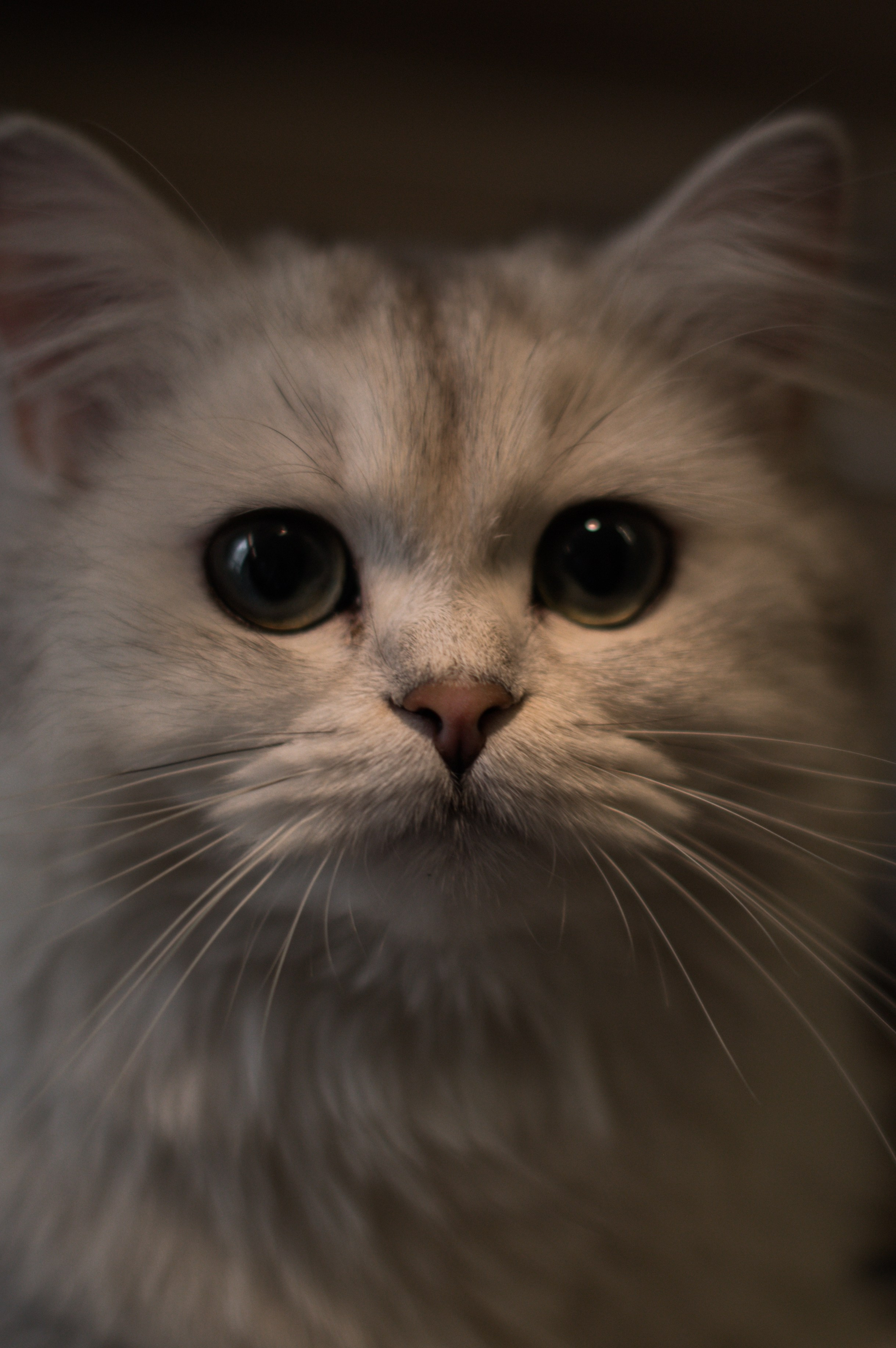 Леша и Даша. Свадебный и репортажный фотограф видеограф Брянск/Москва