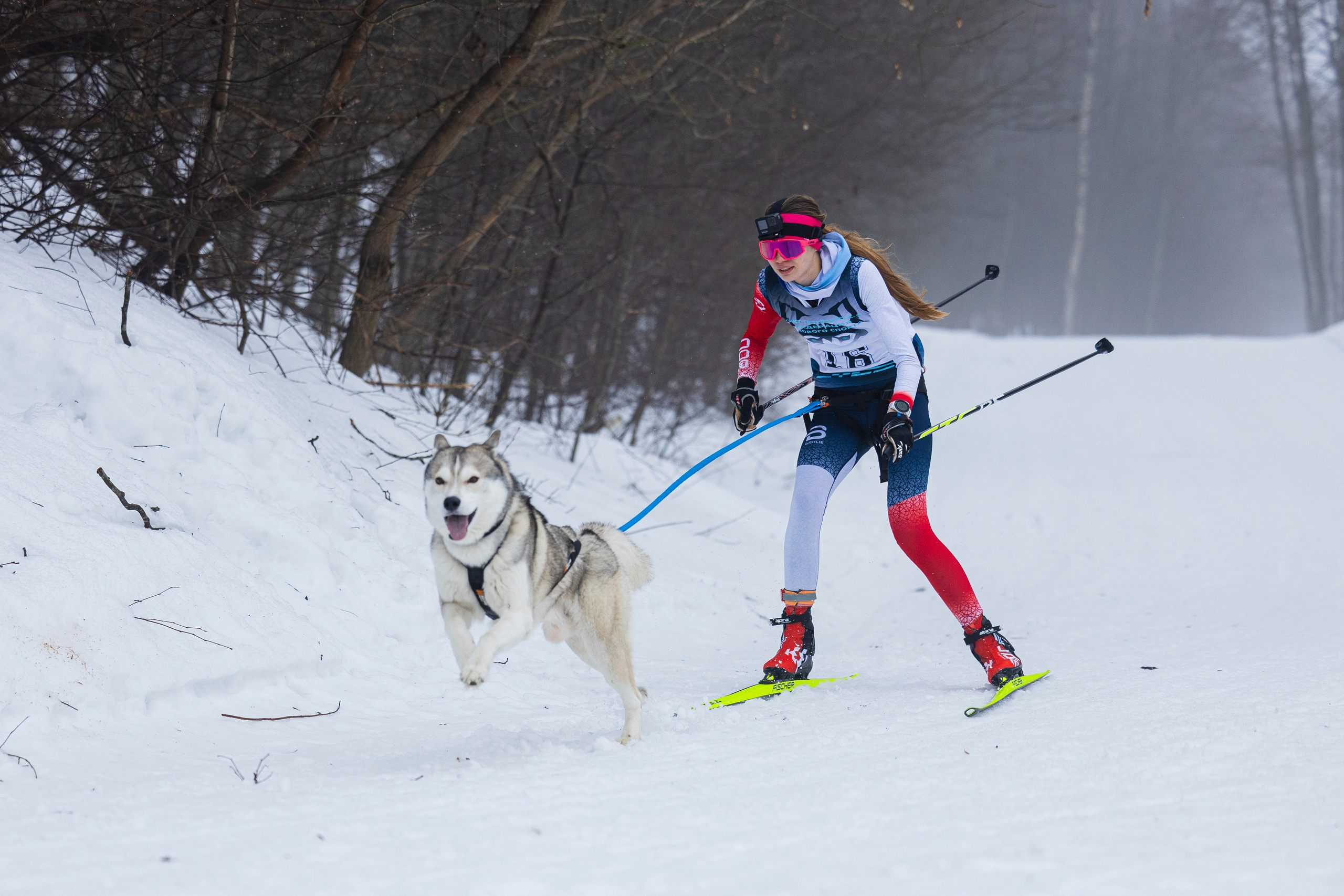 Зимний Чемпионат Санкт-Петербурга по ездовому спорту. Фотограф-анималист Анна Маринич