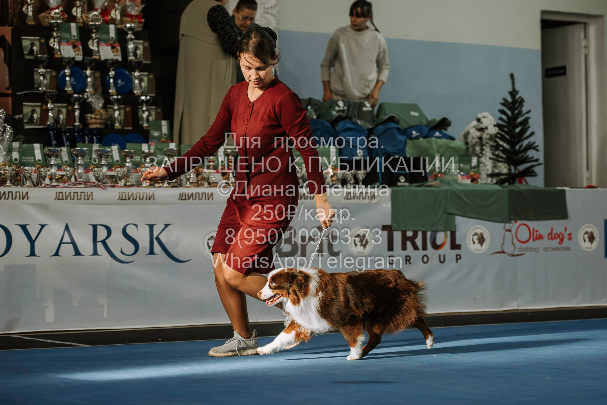 Выставка собак Красноярск 29.10.2023. Фотограф Диана Оленина Красноярск / Братск