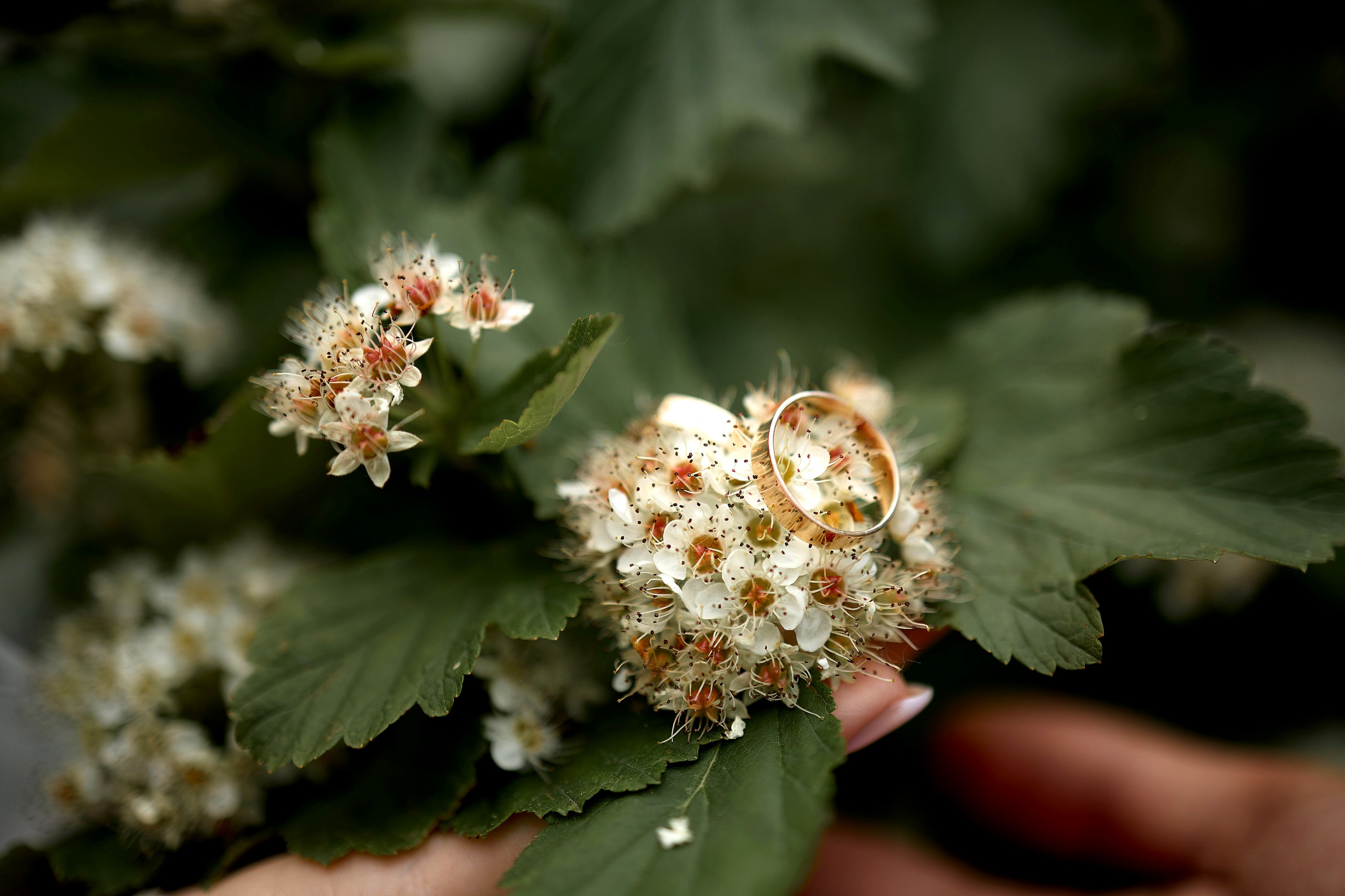 Свадебные фотосессии
